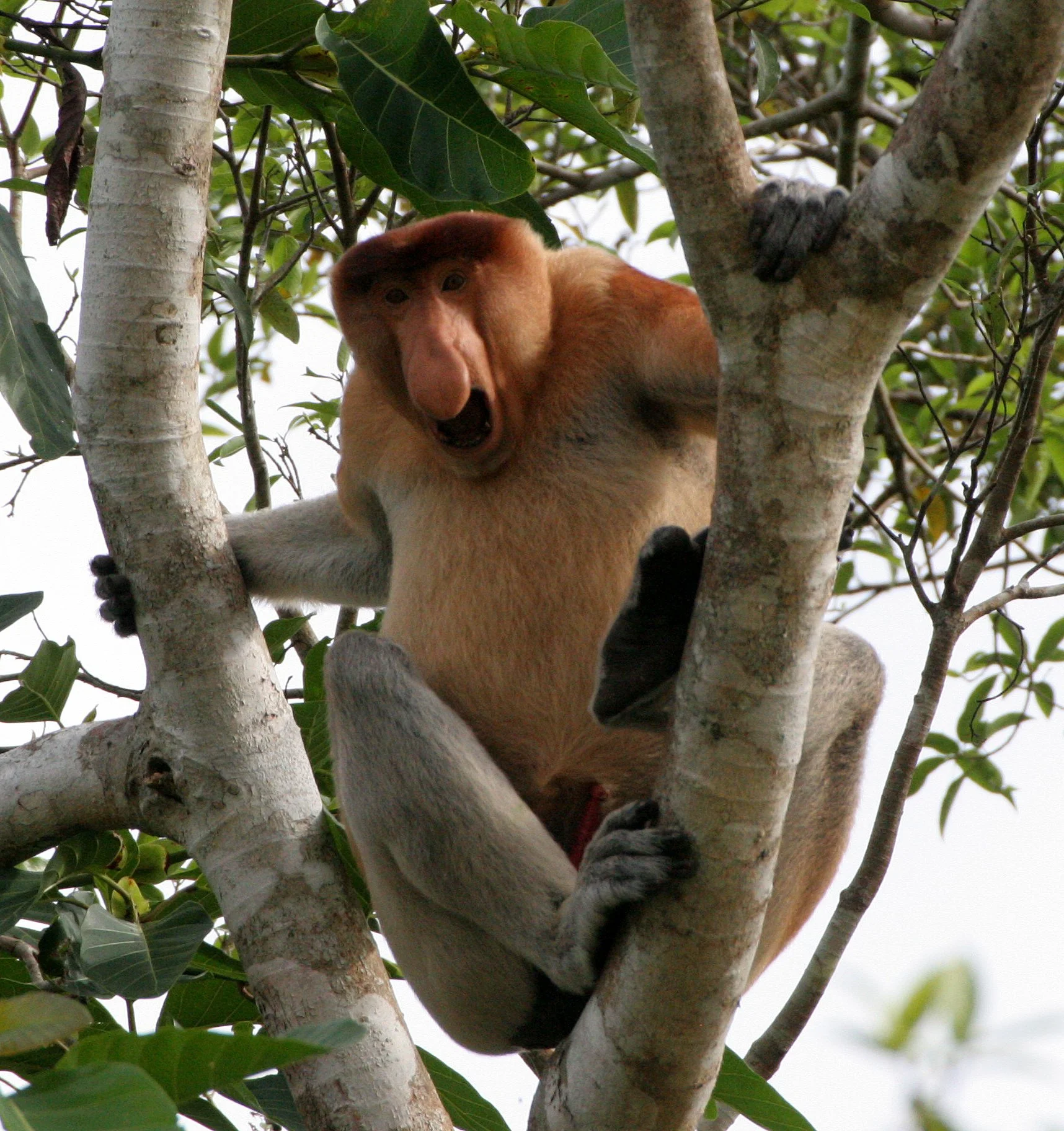 CERCOPITHECIDAE - Nasalis larvatus - PROBOSCIS MONKEY - KINABATANGAN RIVER BORNEO  (30).JPG