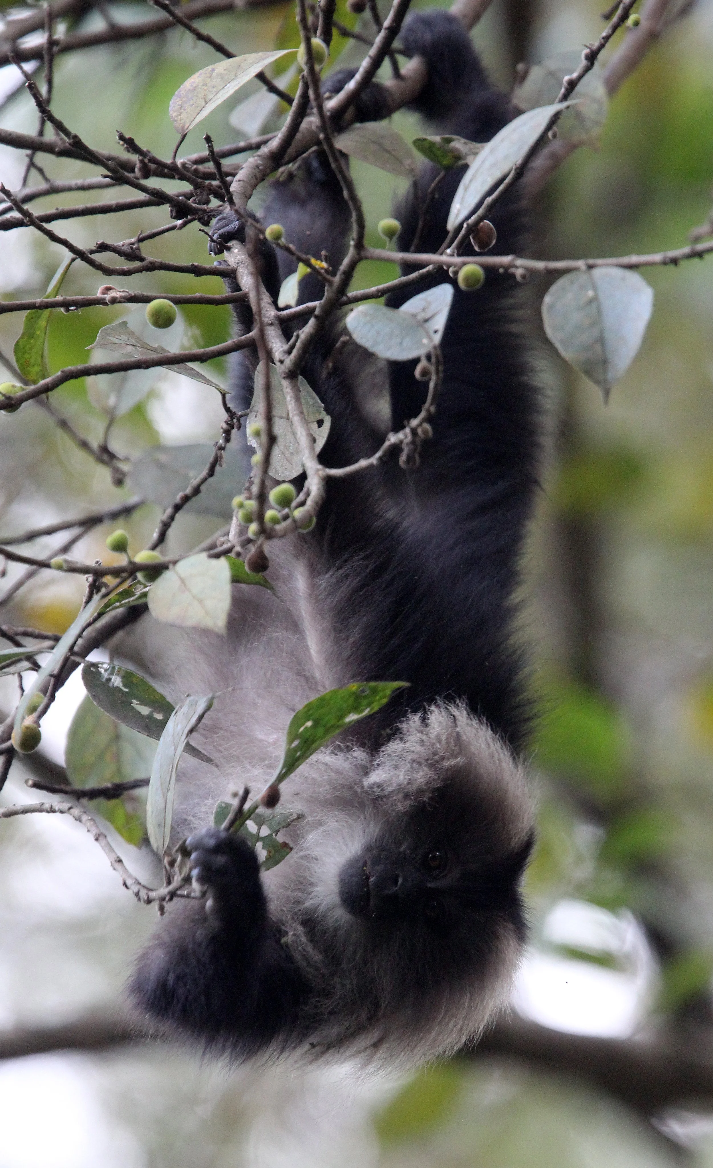 CERCOPITHECIDAE - Macaca silenus -LION-TAILED MACAQUE - VALPARAI PARK TAMIL NADU (132).JPG