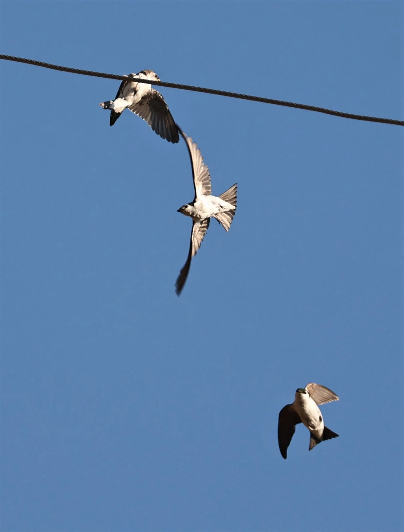 Tree Swallow (Tachycineta bicolor) Tamarack Idaho (1).jpg