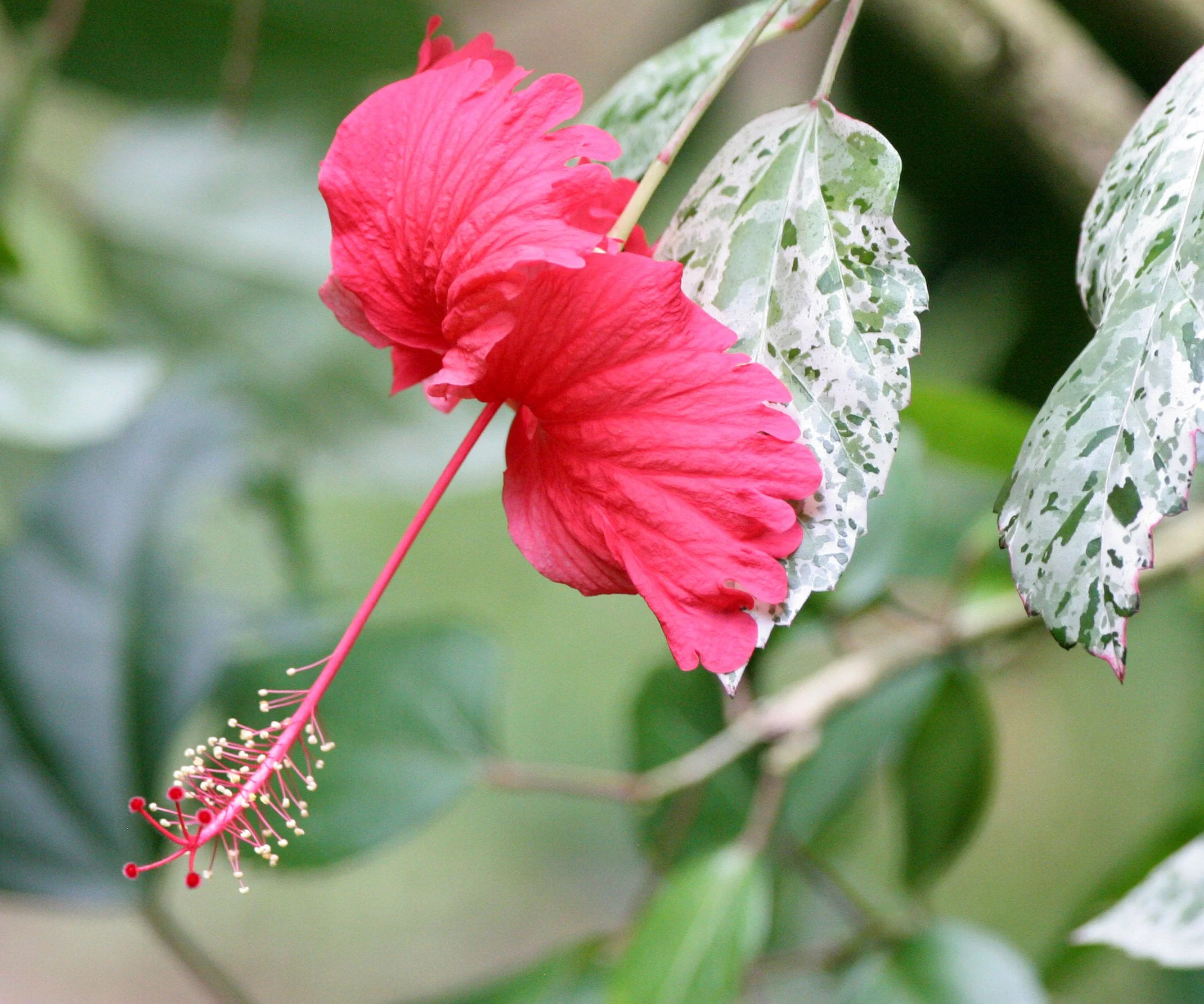 KINABATANGAN RIVER BORNEO - HIBISCUS ROSA-SINENSIS (2).JPG