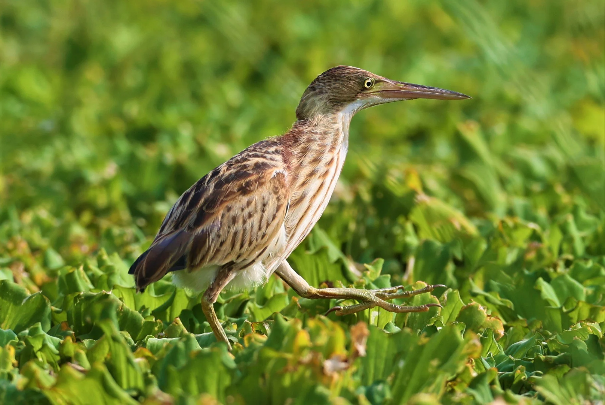 BITTERN - YELLOW BITTERN - Ixobrychus sinensis - LAT KRABANG THAP YAO RICEFIELDS 01 OCT 2021 (4).jpg
