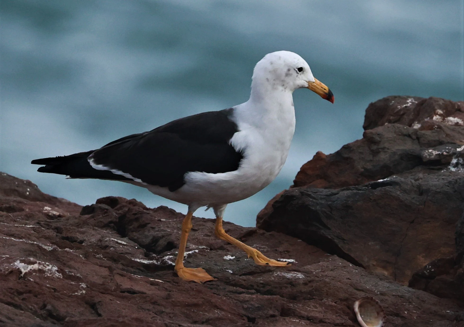 Gull - Belcher's Gull - Larus belcheri - Arica Chile Coastline (11).jpg