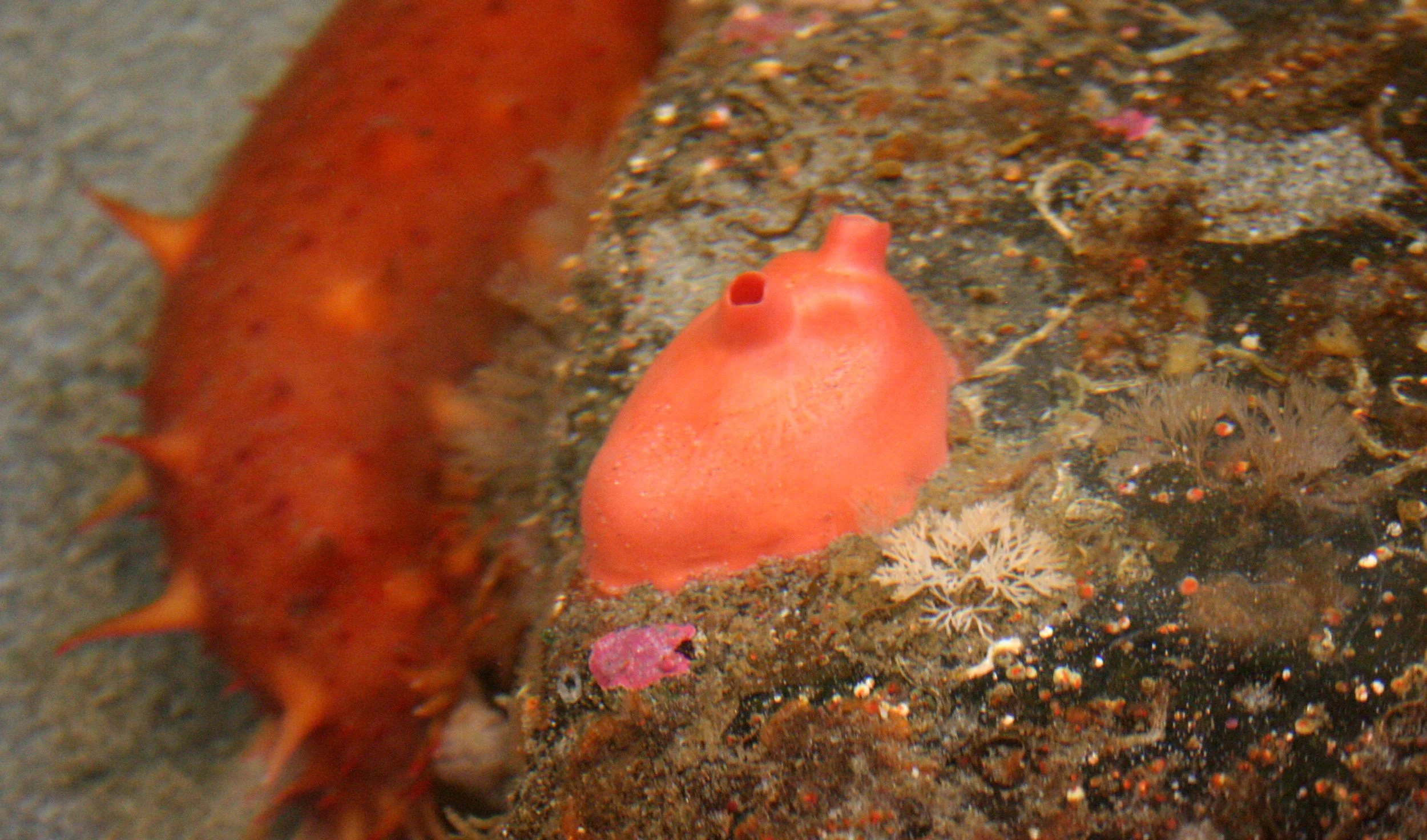 CHORDATA - TUNICATE - SEA SQUIRT - PORT TOWNSEND WA.JPG