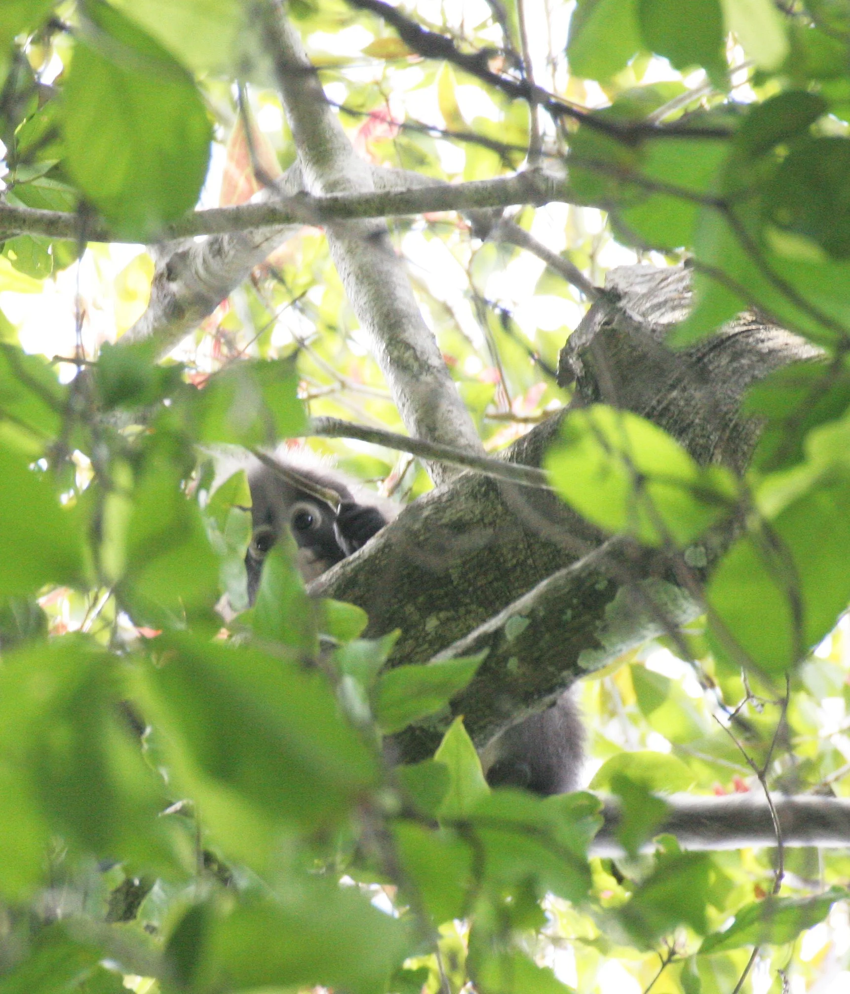 CERCOPITHECIDAE - Trachypithecus obscurus flavicauda - BLOND-TAILED (DUSKY) LANGUR - KOH LANTA NP THAILAND (9).JPG