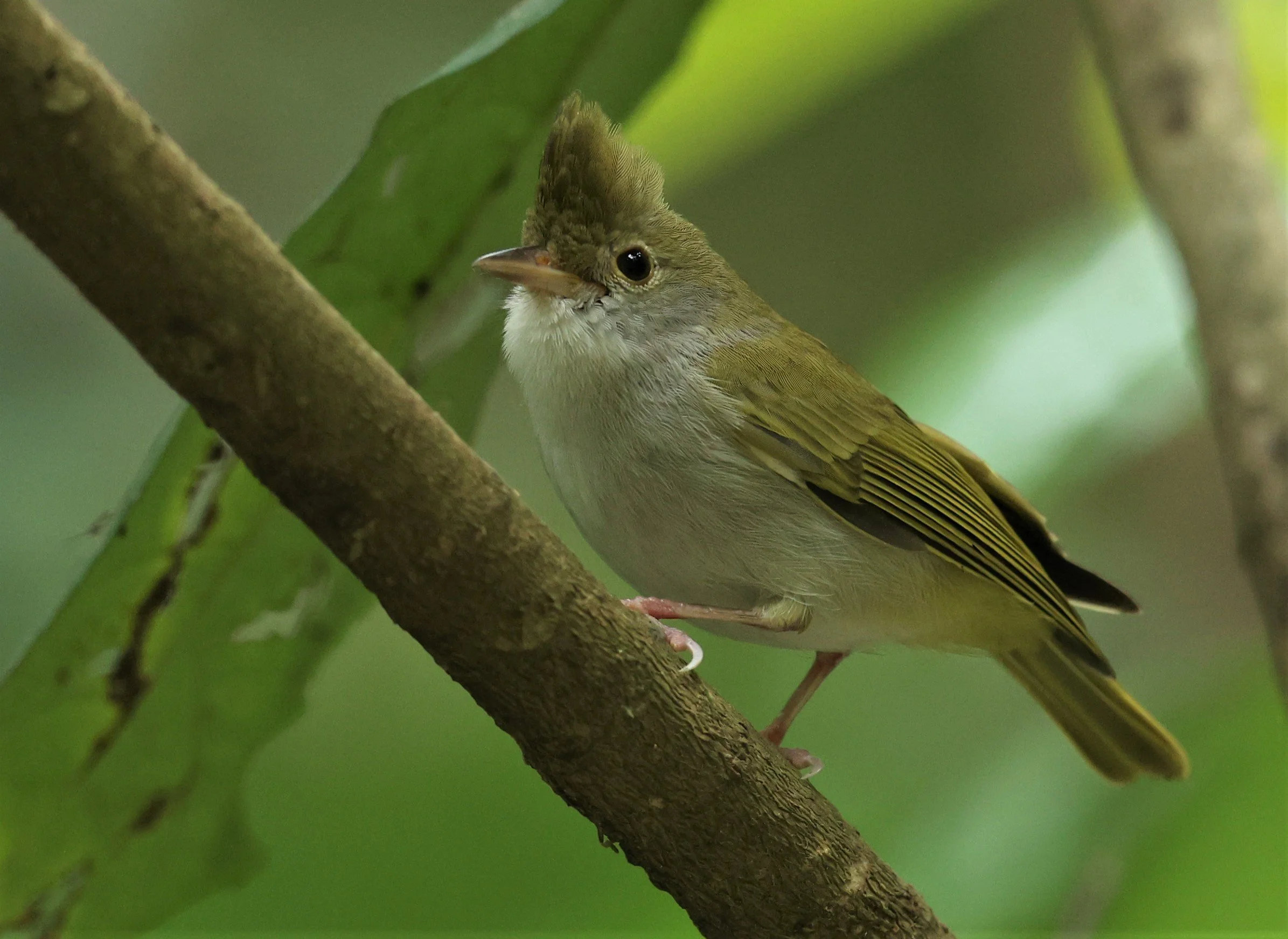 White-bellied Erpornis (Erpornis zantholeuca) Doi Inthanon NP Chiang Mai Thailand (6).JPG