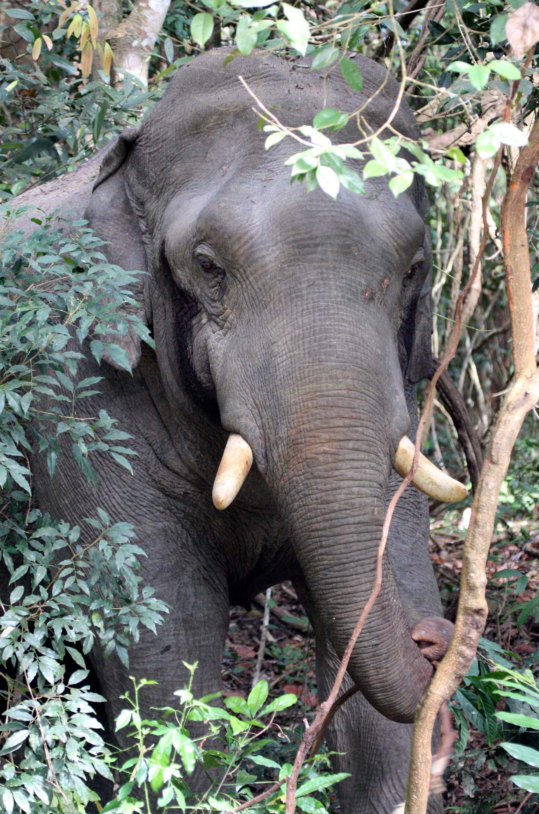 ELEPHANT - ASIAN ELEPHANT - KHAO YAI THAILAND - CHRISTMAS IN THAILAND TRIP 2008 (59).JPG