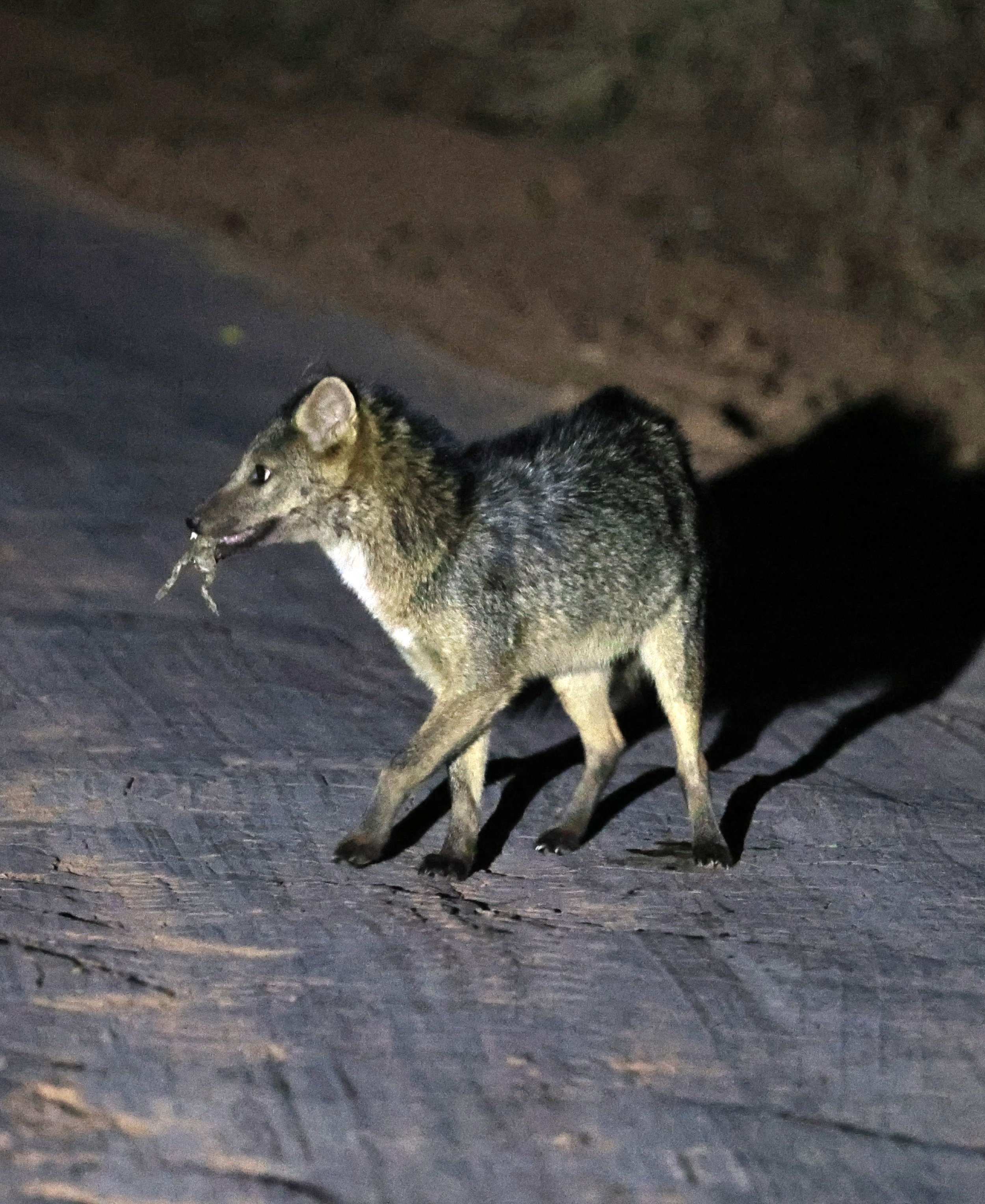 Crab-eating Fox (Cerdocyon thous) Agua Dulce Paraguay (17).jpg