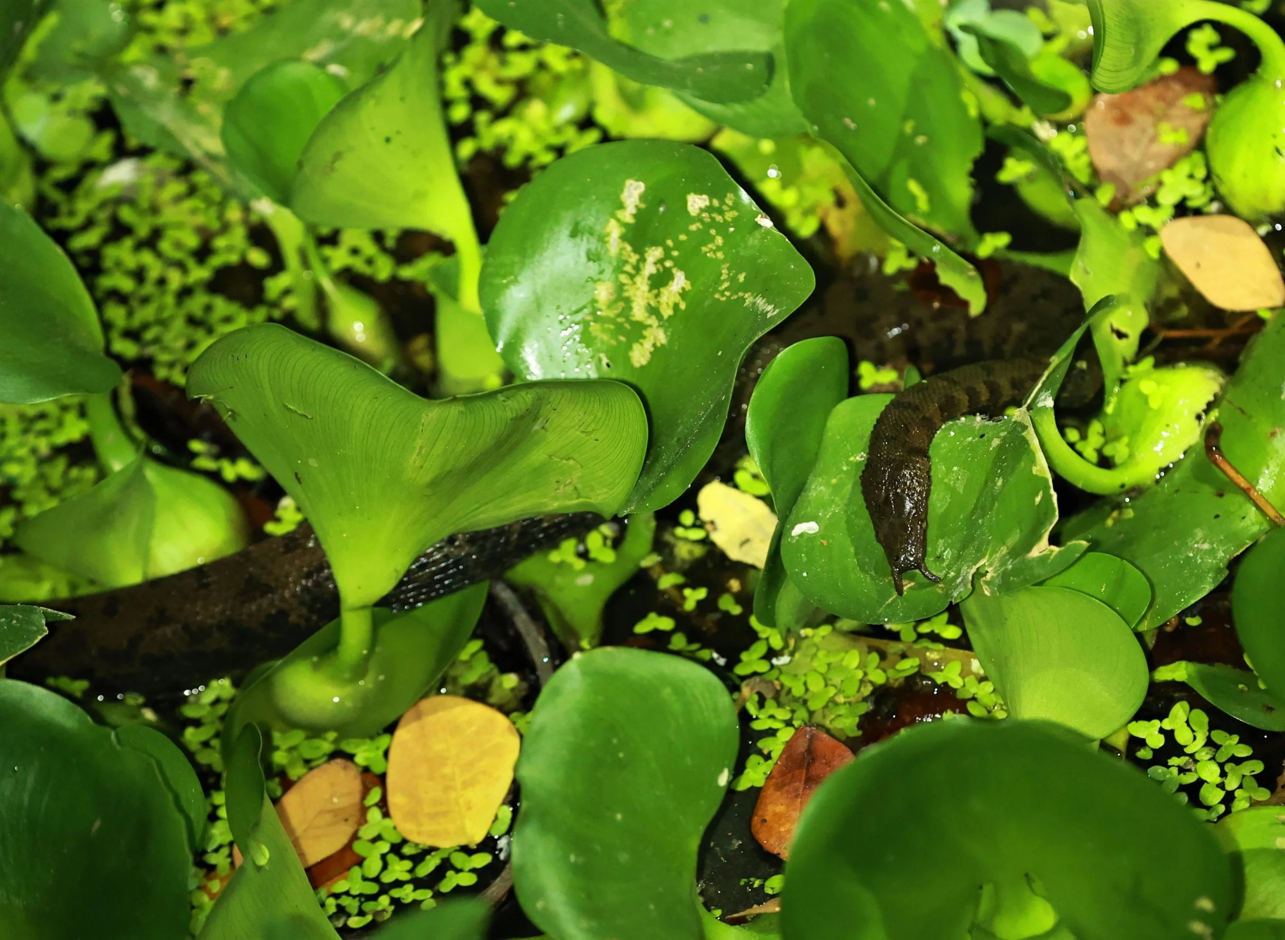 Erpeton tentaculatum -Tentacled Snake - PRAWET BANGKOK MARCH 2023 (11).jpg