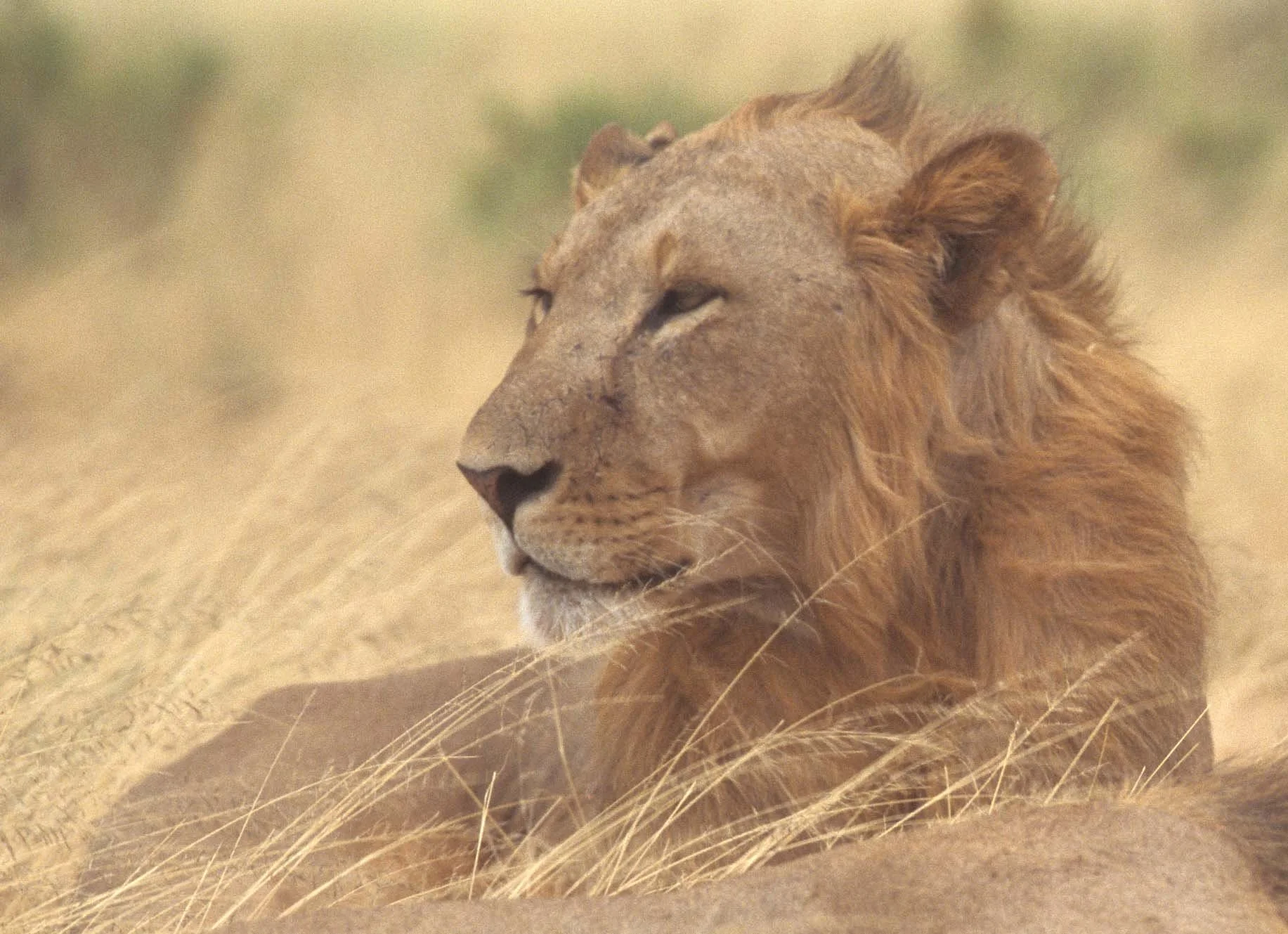 FELID - LION - SHABA (3).jpg