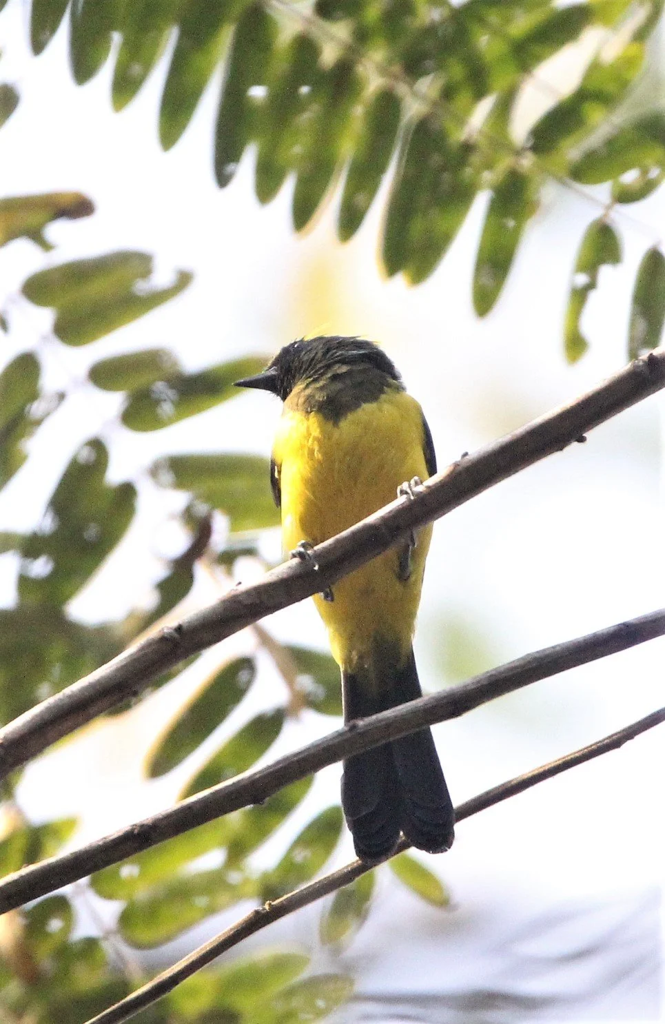 Sultan Tit (Melanochroa sultanea) Kaeng Krachan National Park, Thailand (45).jpg