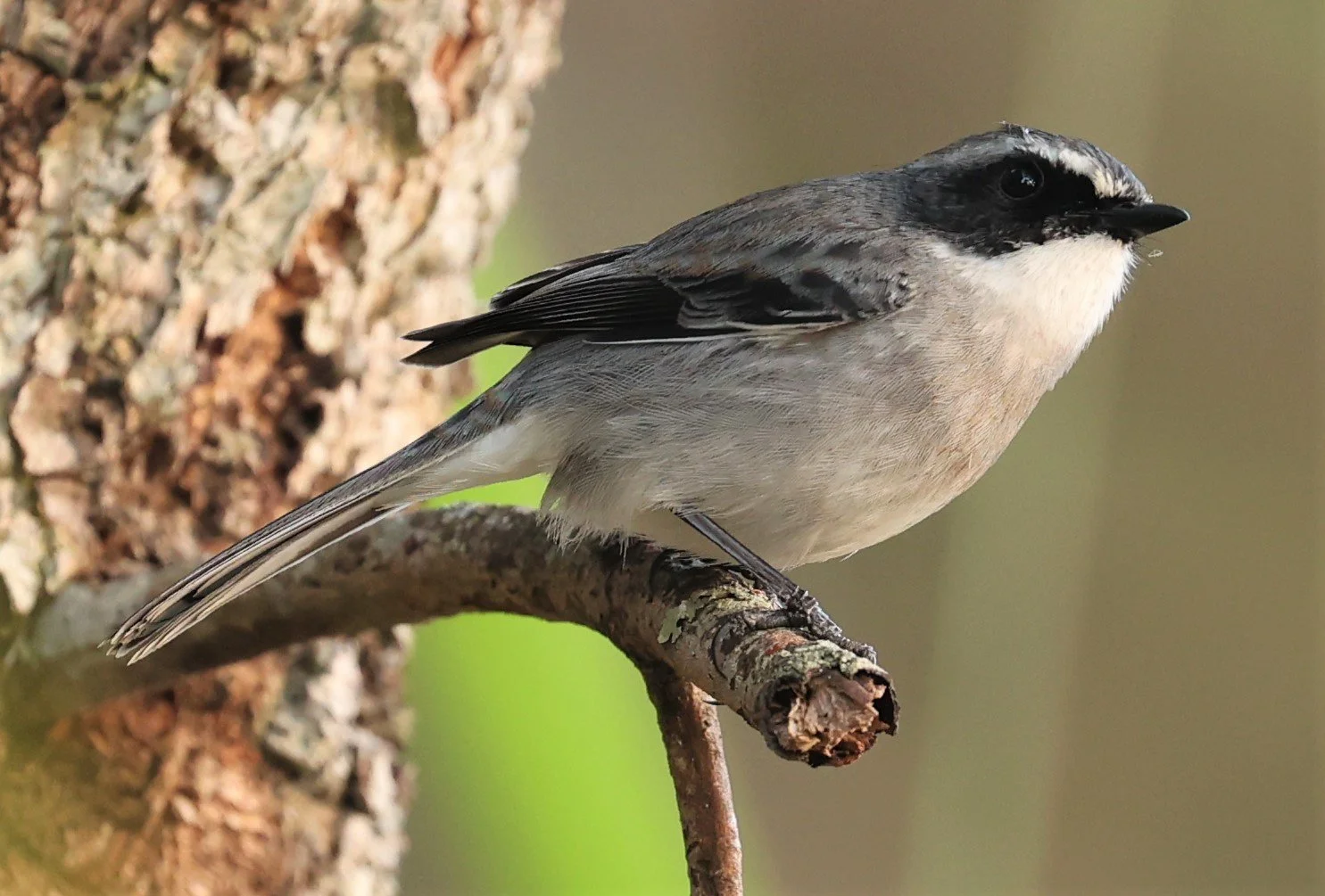 BUSH CHAT - GREY BUSH CHAT - Saxicola ferreus - DOI LANG WEST, DOI PHA HOM POK NP, CHIANG MAI DEC 2021 (8).jpg