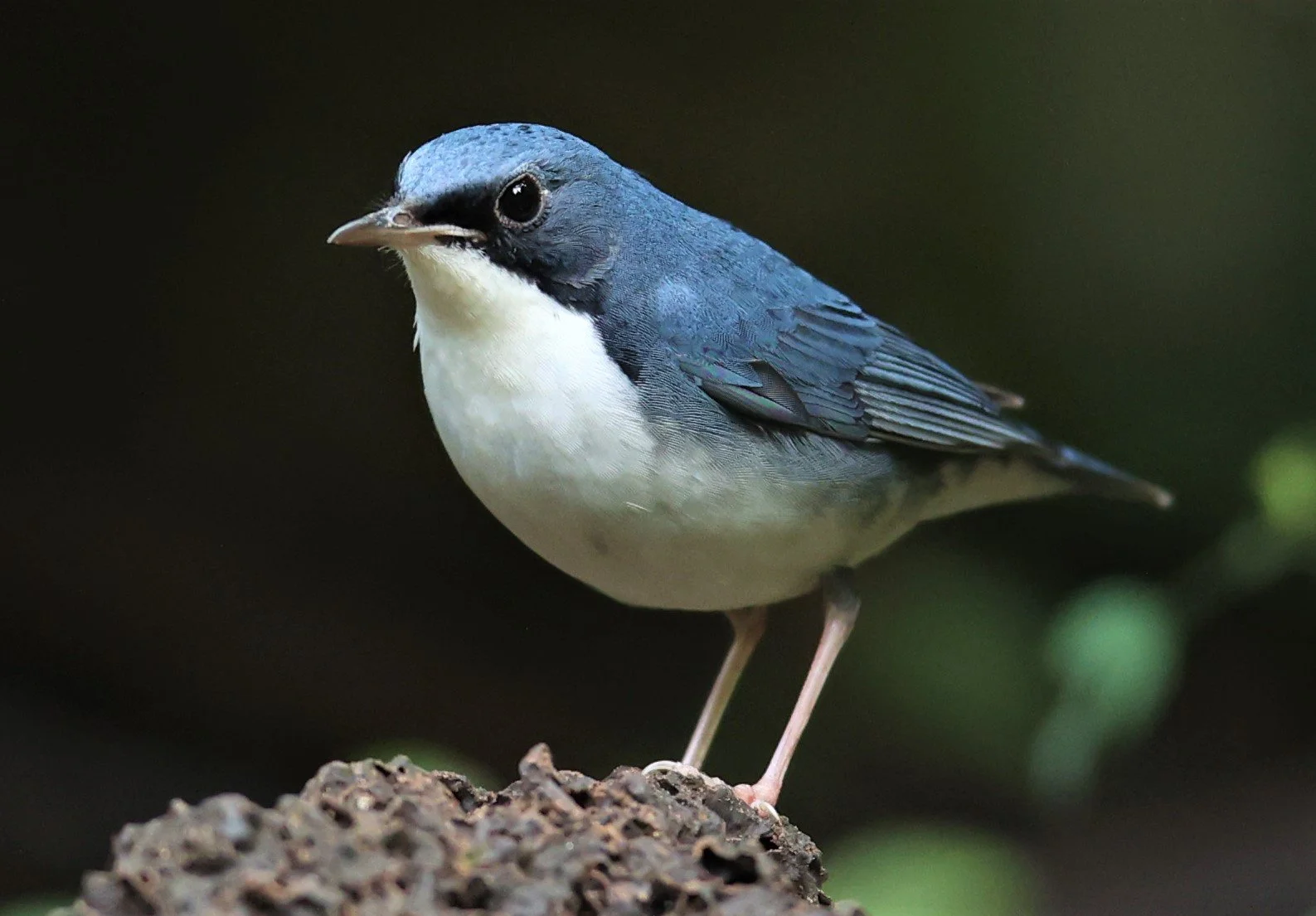 ROBIN - SIBERIAN BLUE ROBIN - Luscinia cyane - DOI INTHANON NP CHIANG MAI, DEC 2021 (26).JPG