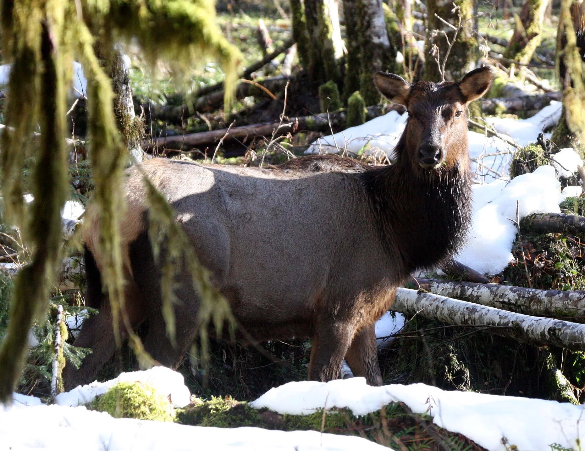CERVID - ELK- ROOSEVELT ELK - HOH RAINFOREST WA (21).JPG