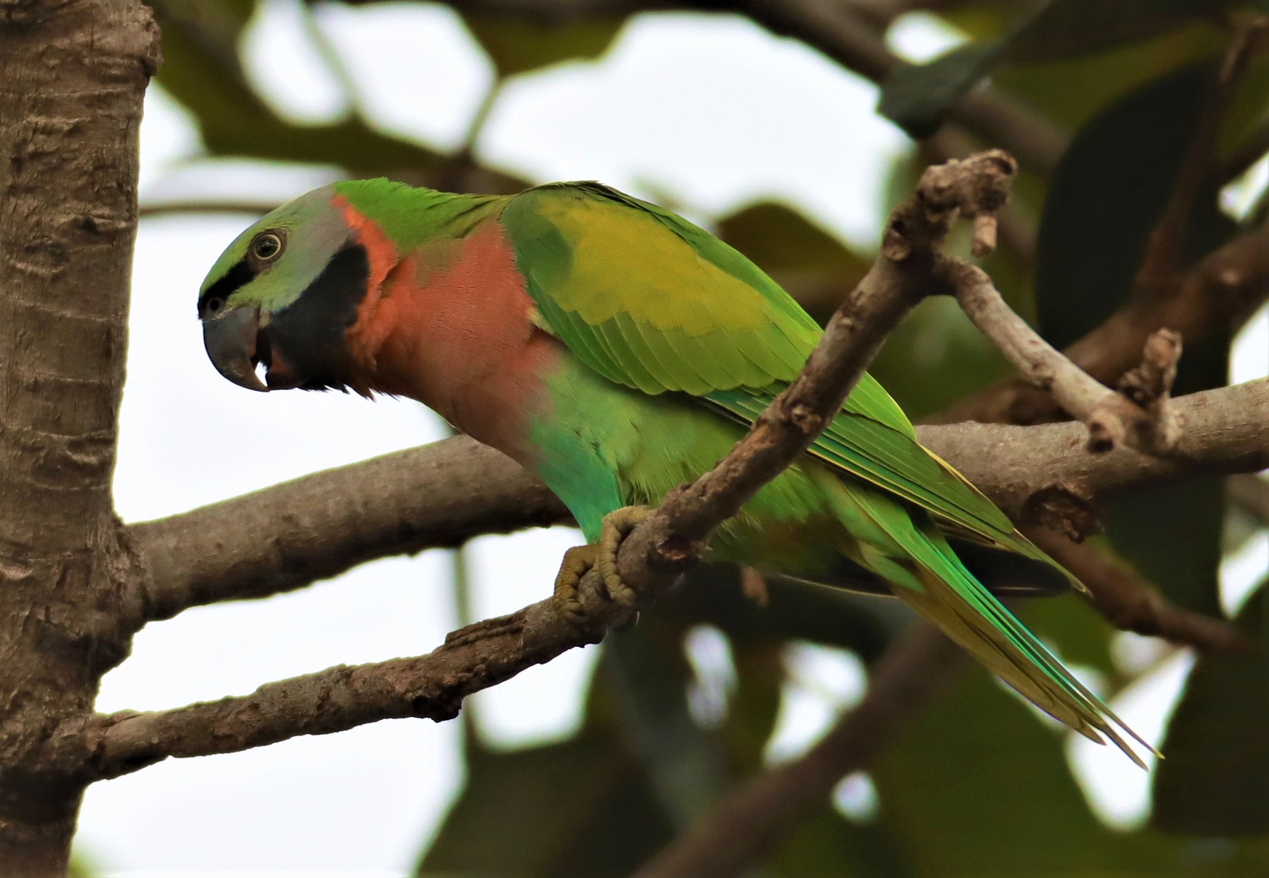 PARAKEET - RED-BREASTED PARAKEET - Psittacula alexandri - WAT SUAN YAI NONTHABURI (44).jpg