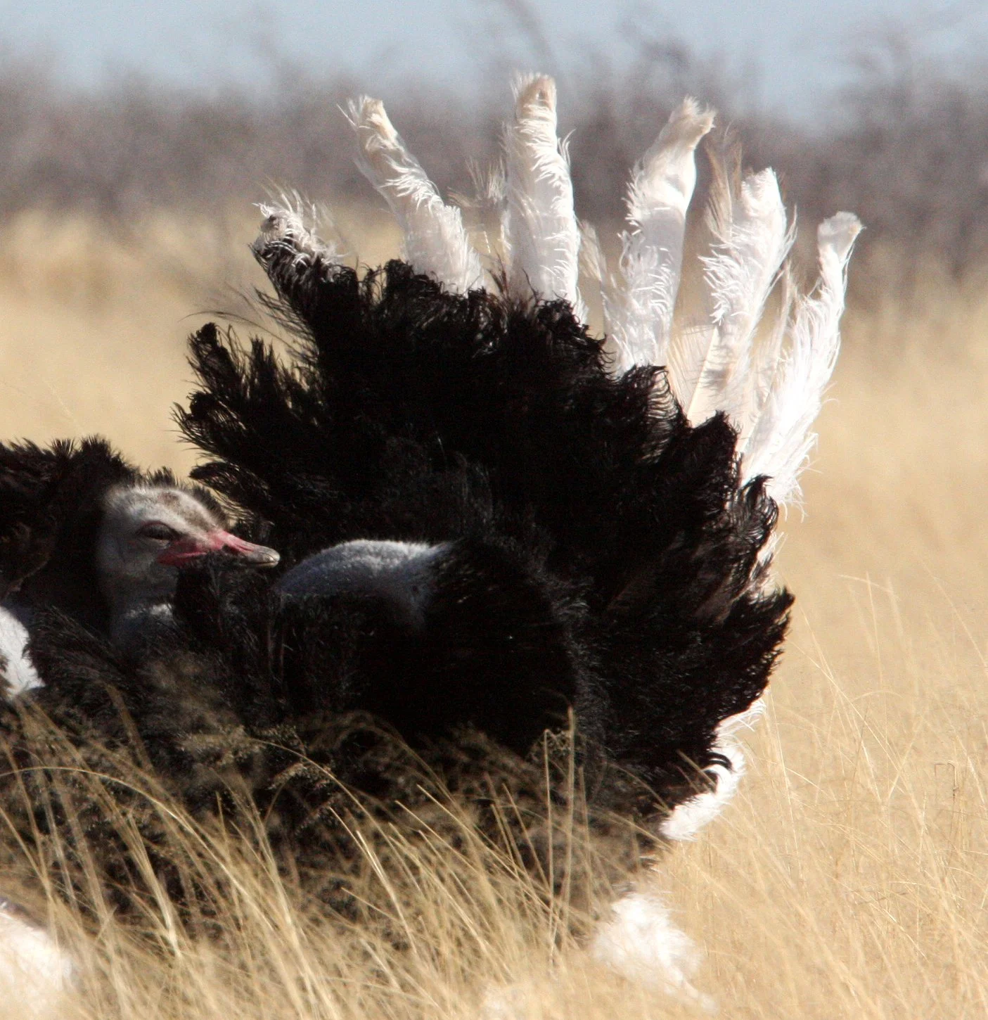 Struthio camelus australis - SOUTH AFRICAN OSTRICH - ETOSHA NATIONAL PARK NAMIBIA (10).JPG