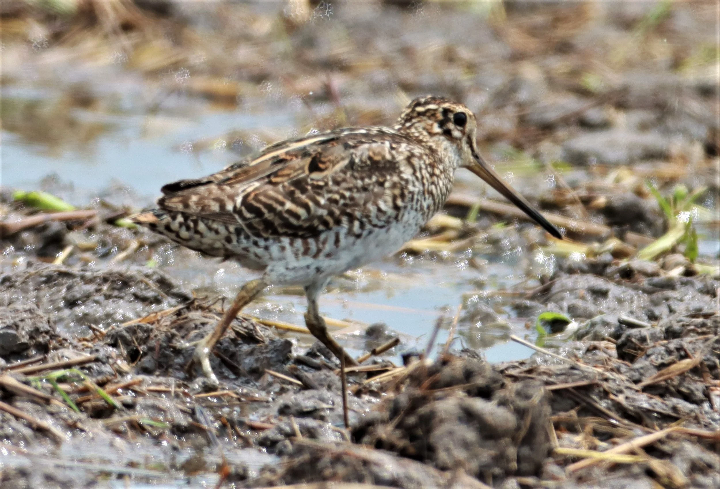 SNIPE - PINTAIL SNIPE - Gallinago stenura - PATHUM THANI RICE RESEARCH CENTER AUG 11 2021 (17).jpg