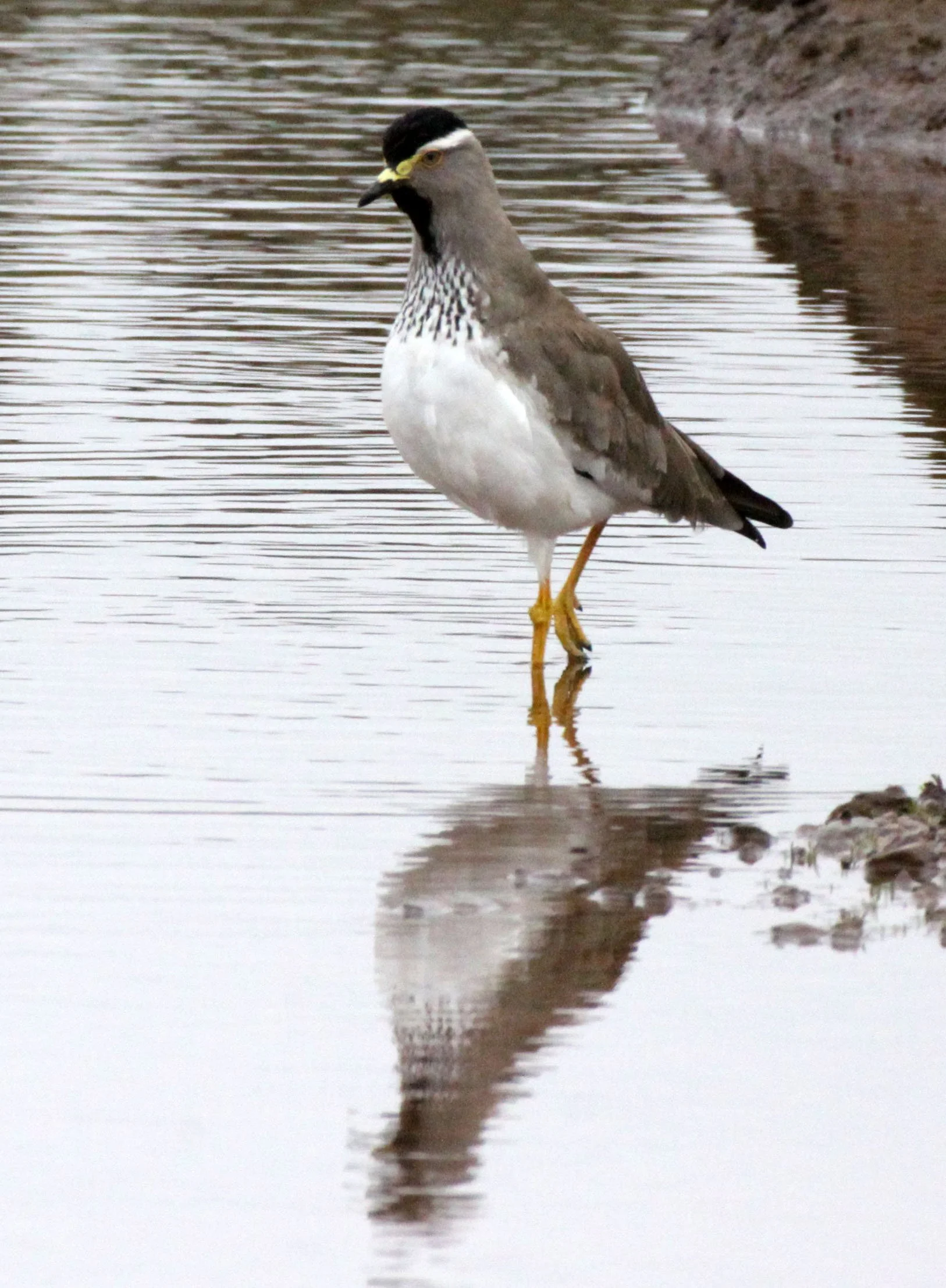 LAPWING - SPOT-BREASTED LAPWING (PLOVER) - Vanellus melanocephalus - BALE MOUNTAINS NATIONAL PARK ETHIOPIA  (8).JPG