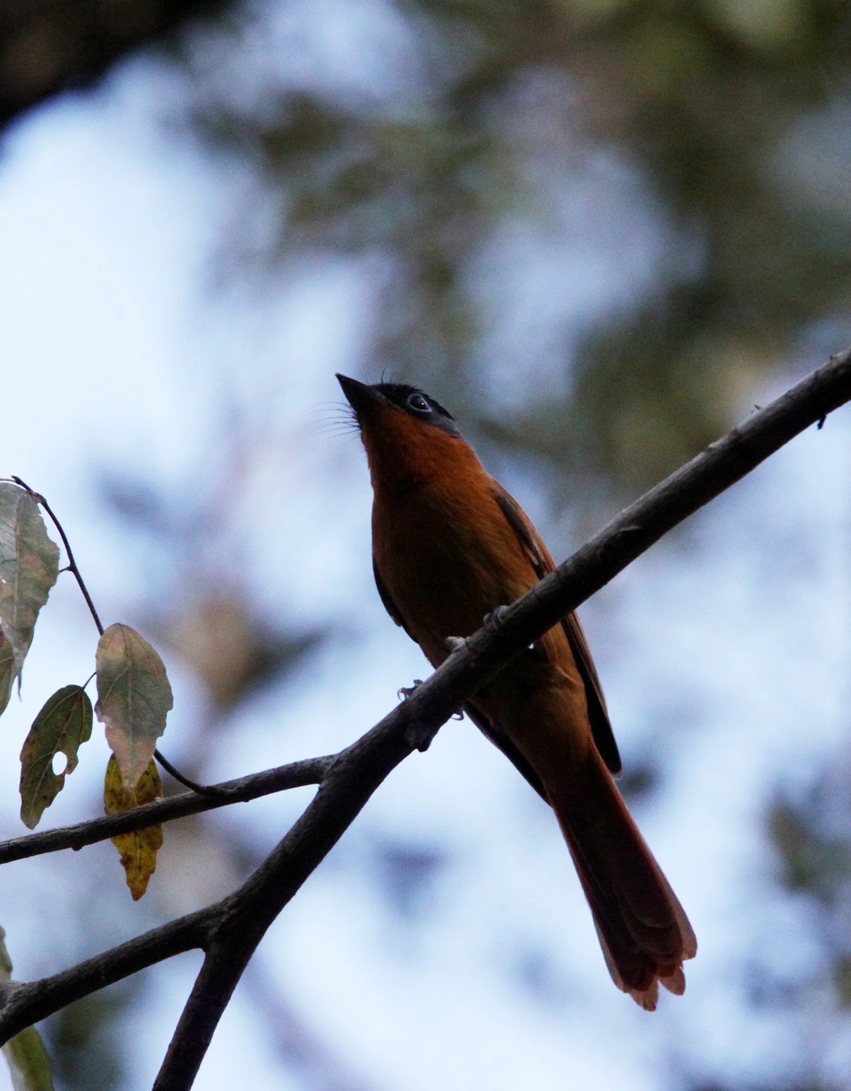 BIRD - FLYCATCHER - MADAGASCAR PARADISE FLYCATCHER - KIRINDY NATIONAL PARK - MADAGASCAR (2).JPG