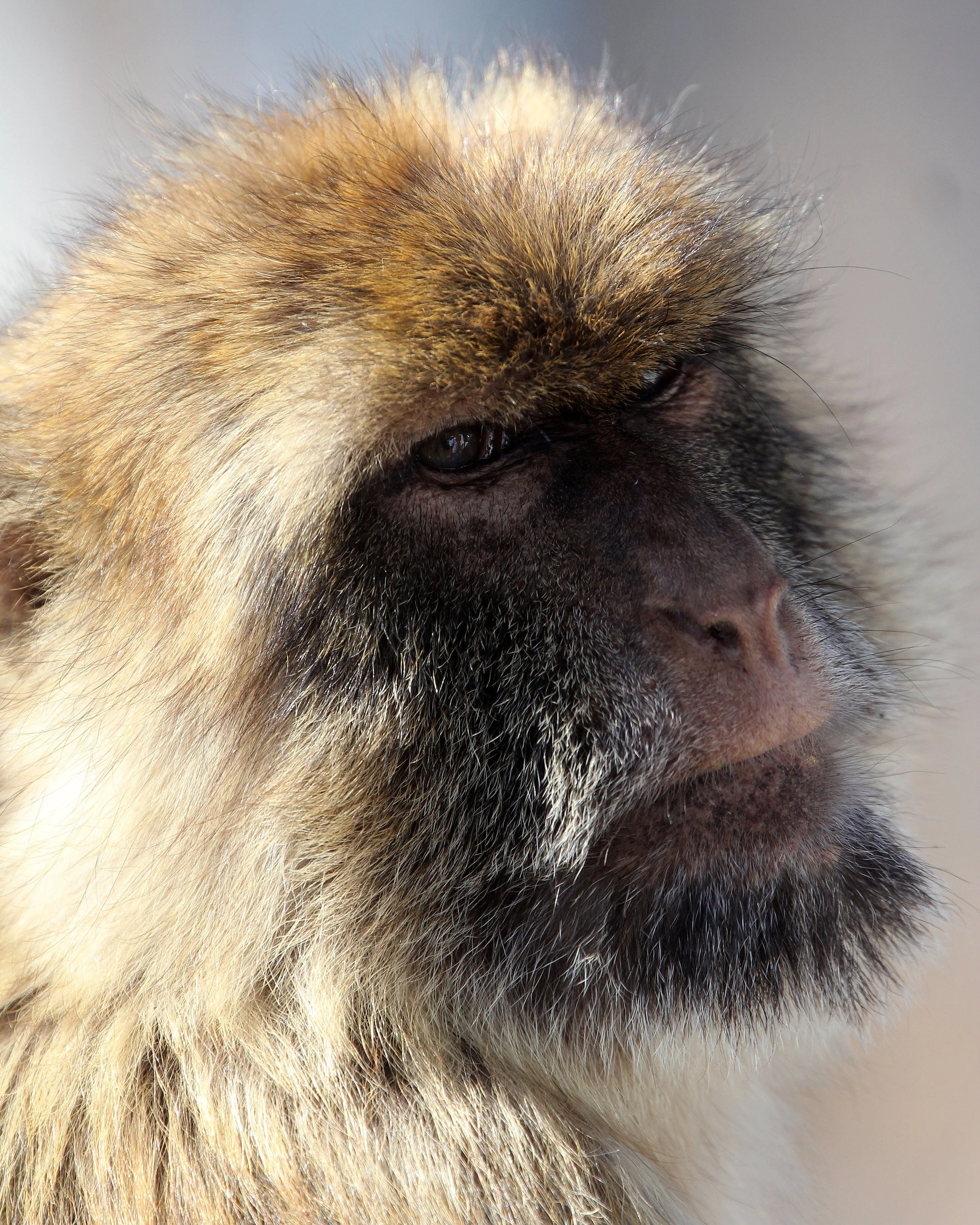 CERCOPITHECIDAE - Macaca sylvanus - MACAQUE - BARBARY MACAQUE - GIBRALTAR (37).JPG