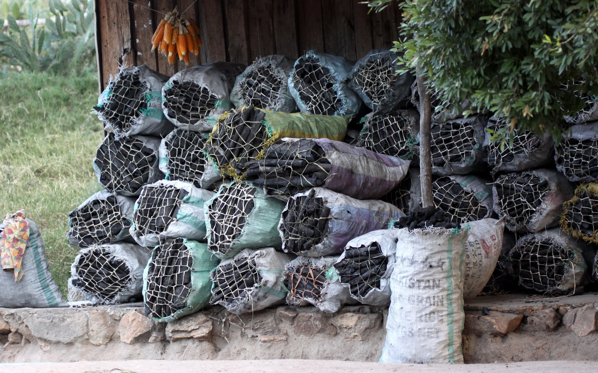 ANDOHAHELA NATIONAL PARK MADAGASCAR - CHARCOAL.JPG