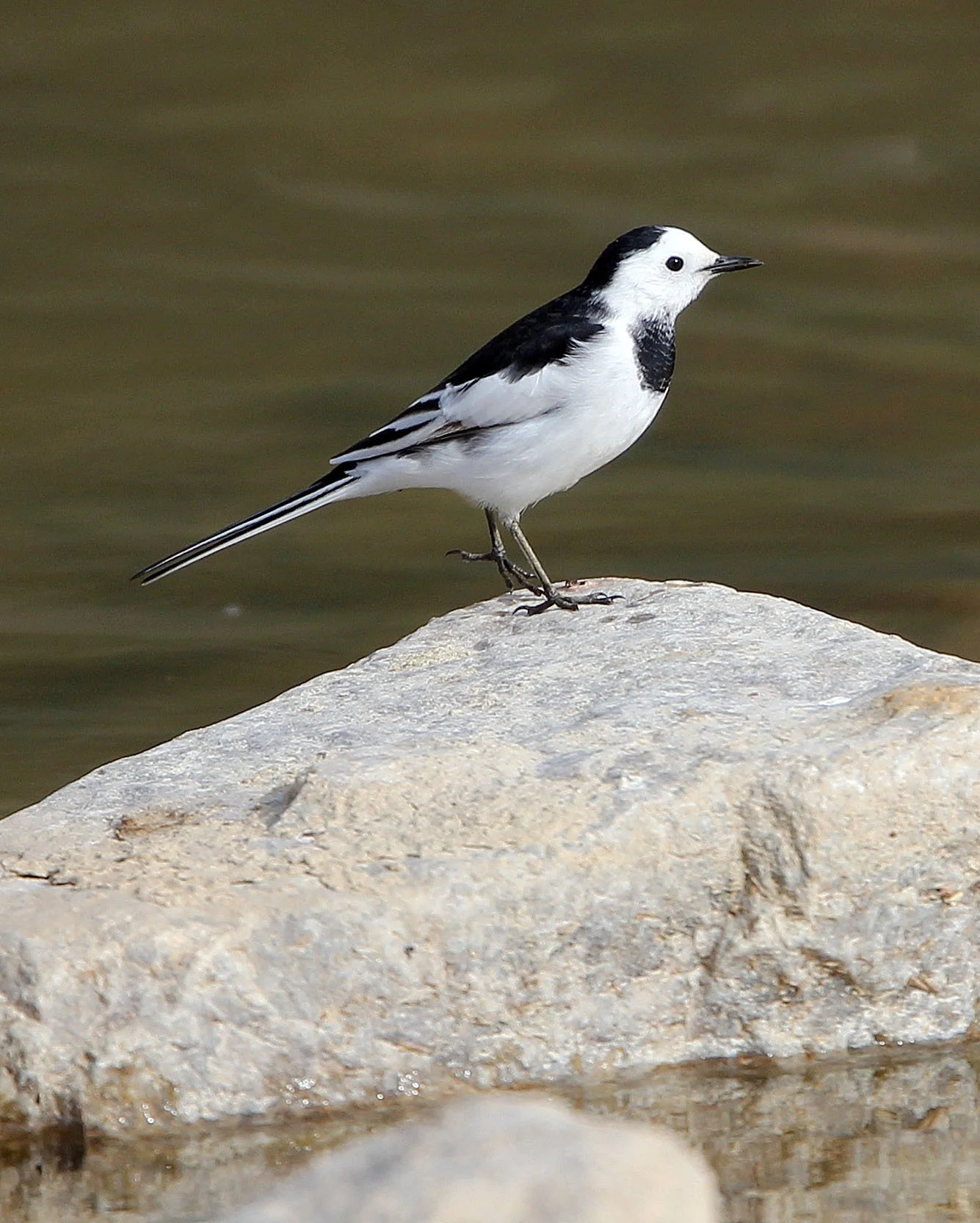 White Wagtail (Motacilla alba) Thailand & China