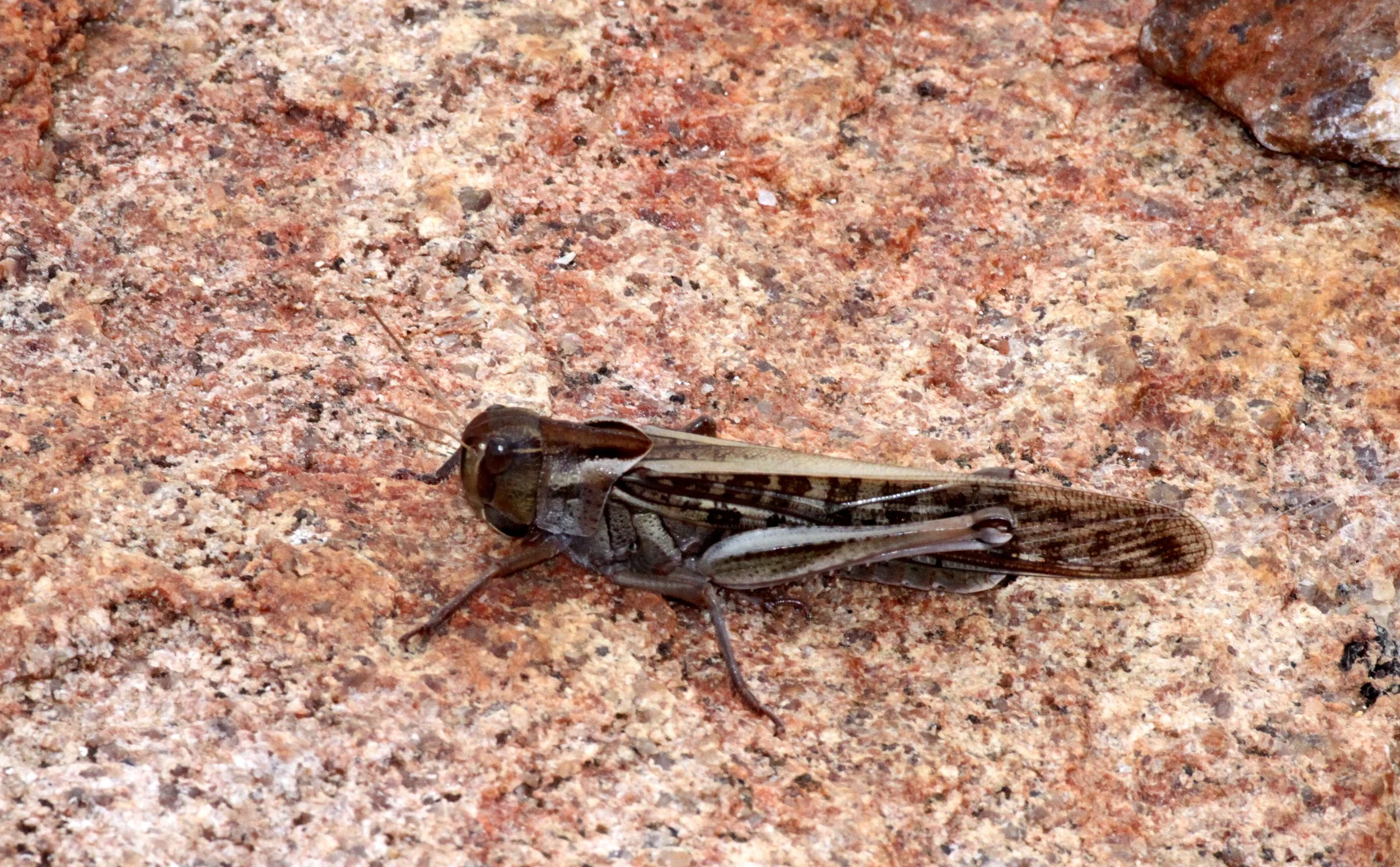 Acrididae - Species 28 - Andohahela Madagascar