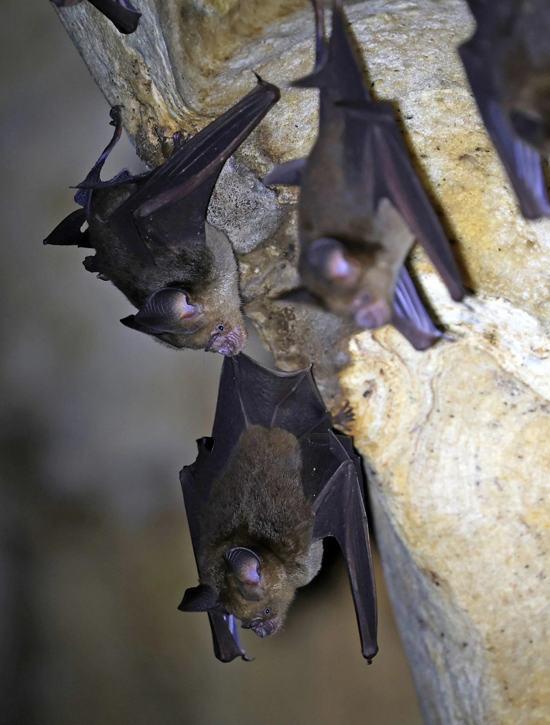 Horsfield’s Leaf-nosed Bat (Hipposideros.larvatus) Wat Tham Sila Thong Temple Pak Chong Thailand near Khao Yai (76).jpg