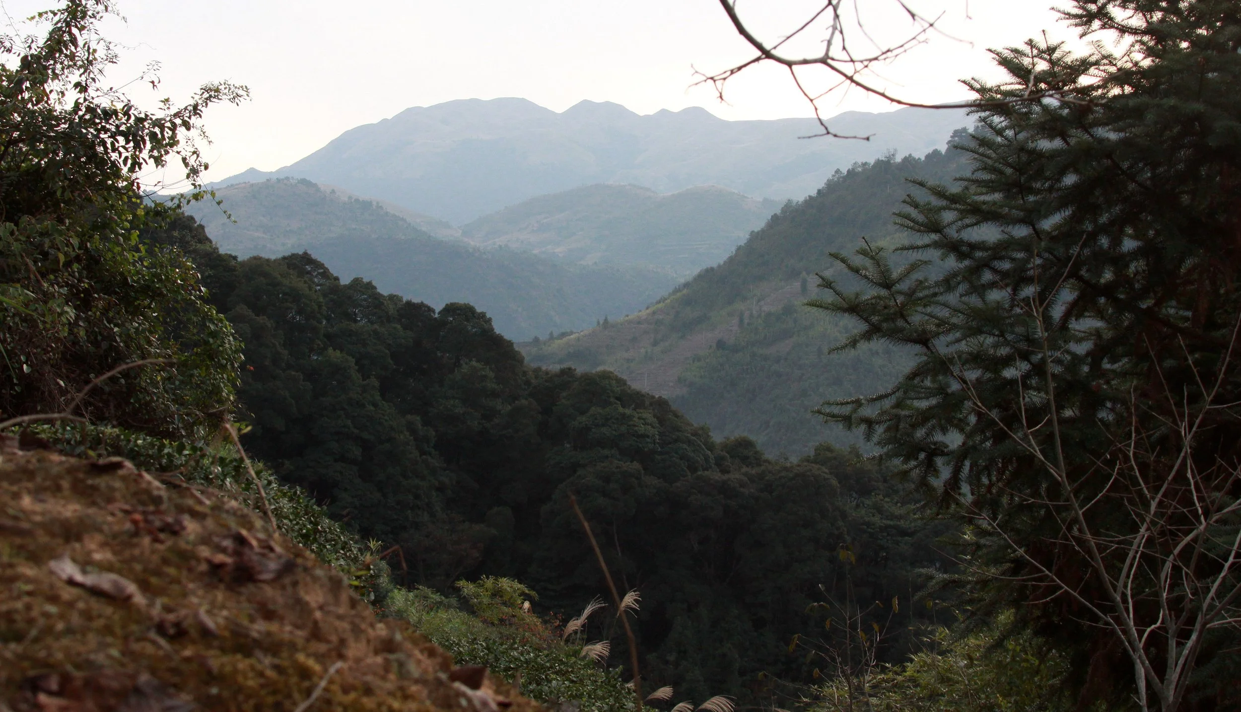 TEA PLANTAION TREK - FUJIAN CHINA.JPG