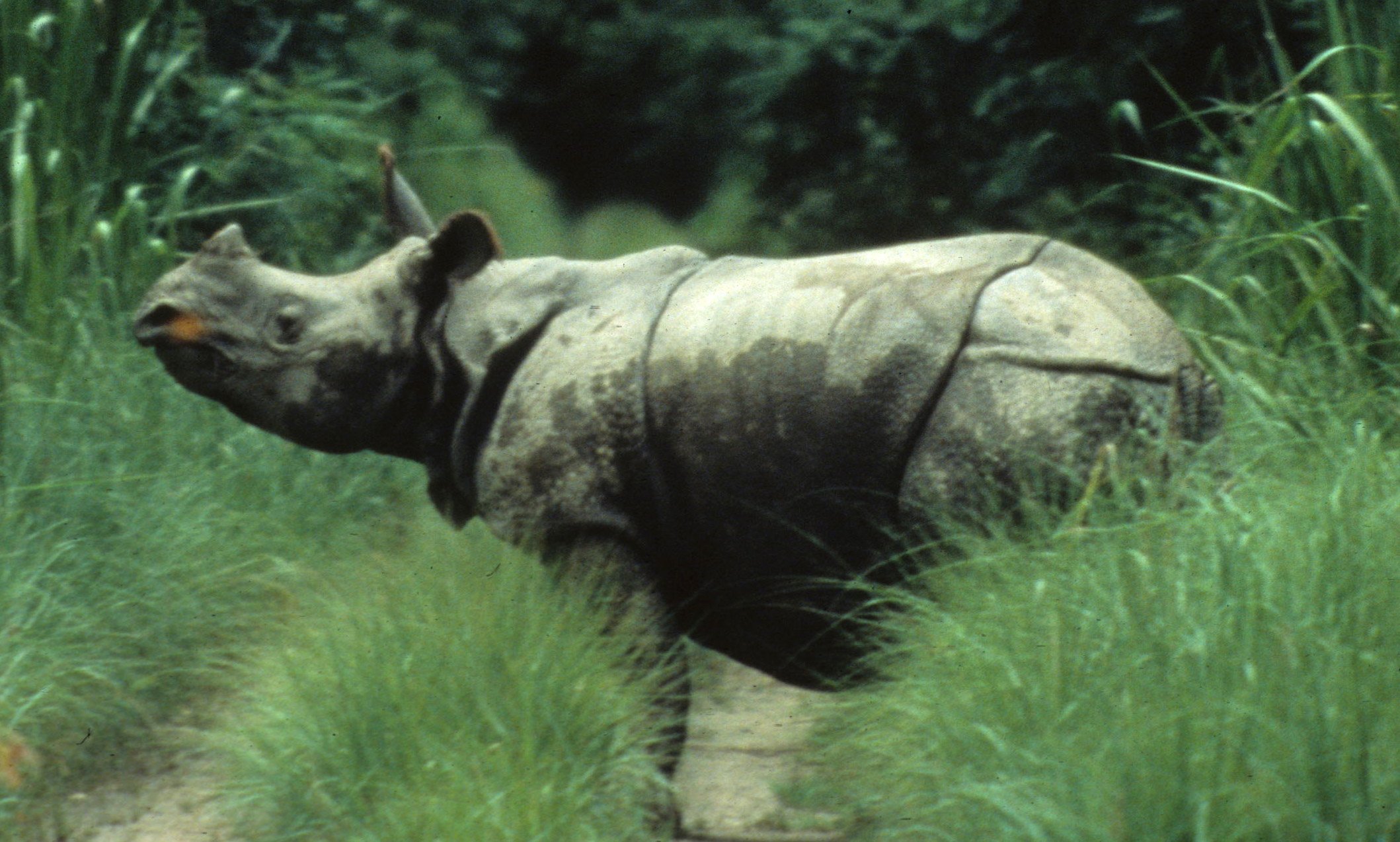 RHINO - ASIAN RHINO - CHITWAN NP NEPAL C (3).jpg