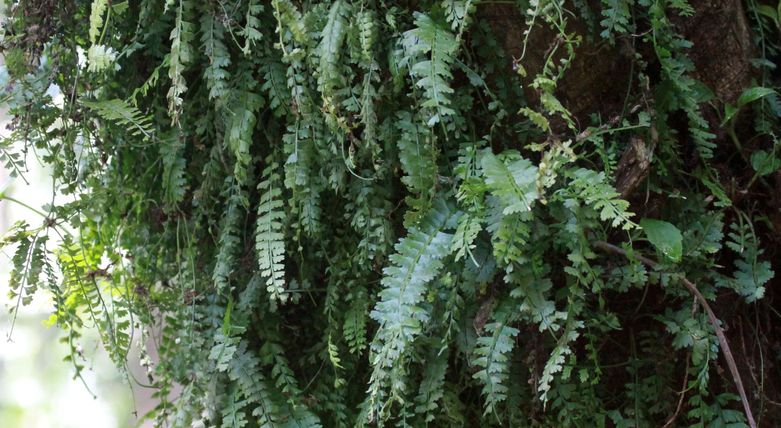 NYUNGWE NATIONAL PARK RWANDA (499).JPG