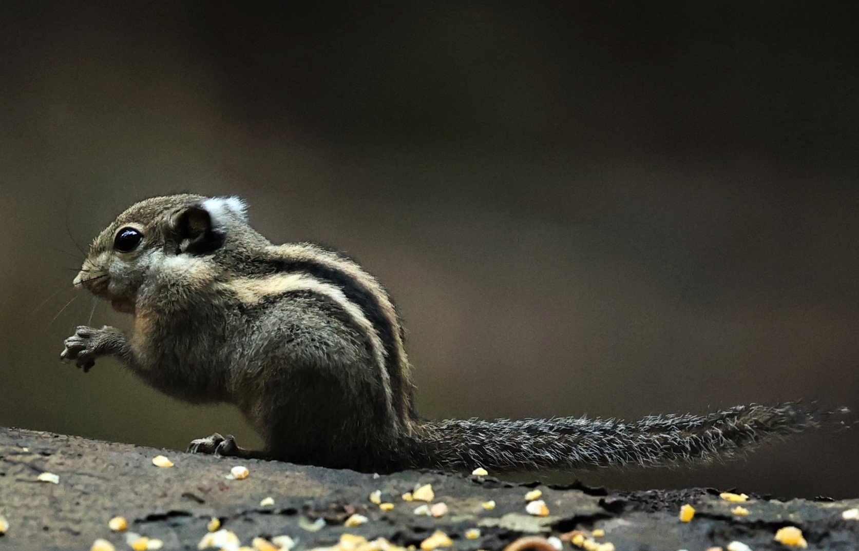 Tamiops mcclellandii - HIMALAYAN STRIPED SQUIRREL - BUKIT TINGGI MALAYSIA JUNE 2022 (23).jpg