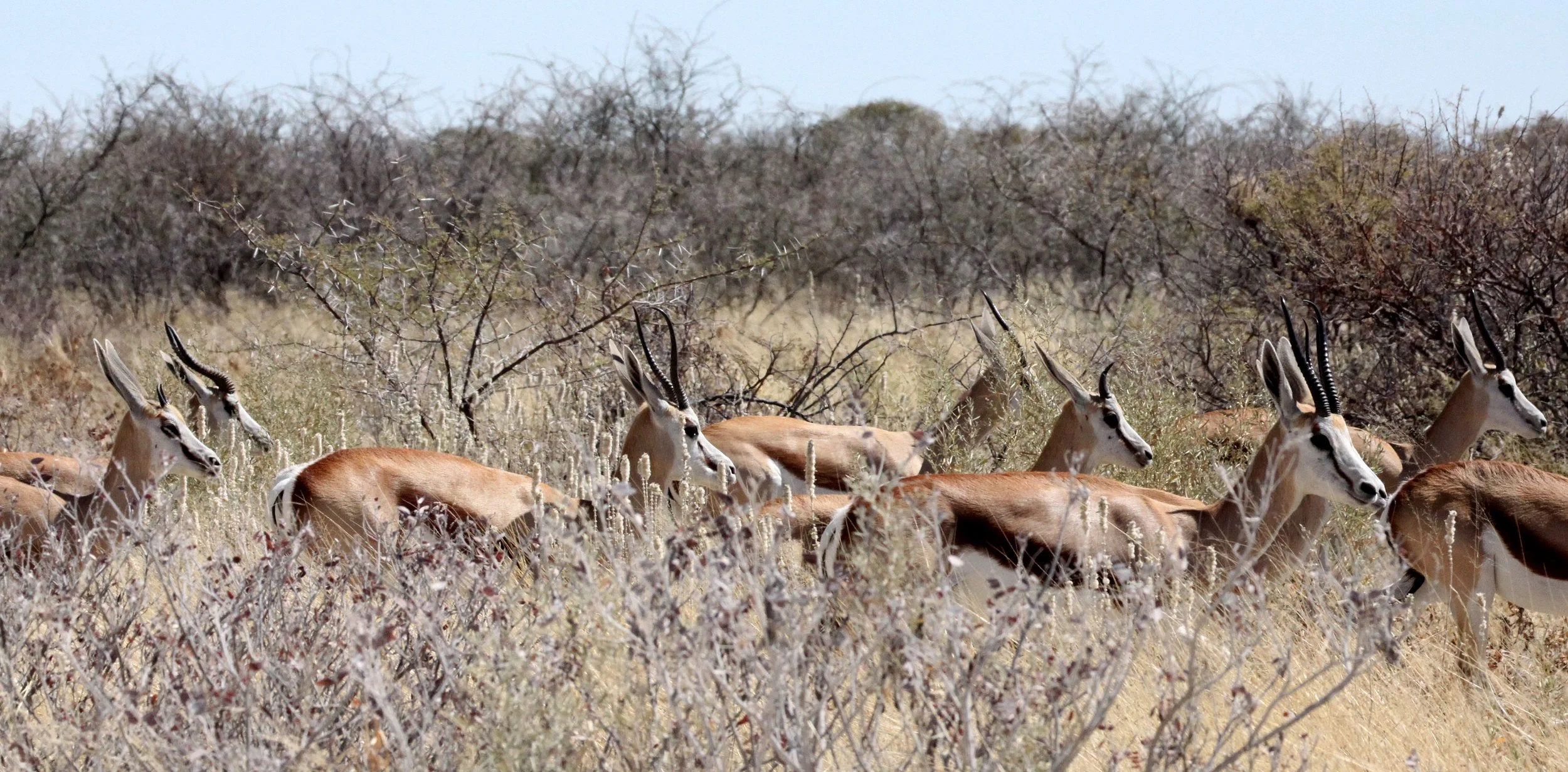 SPRINGBOK - ANGOLAN SPRINGBOK - Antidorcus angolensis - ETOSHA NATIONAL PARK NAMIBIA  (23).JPG