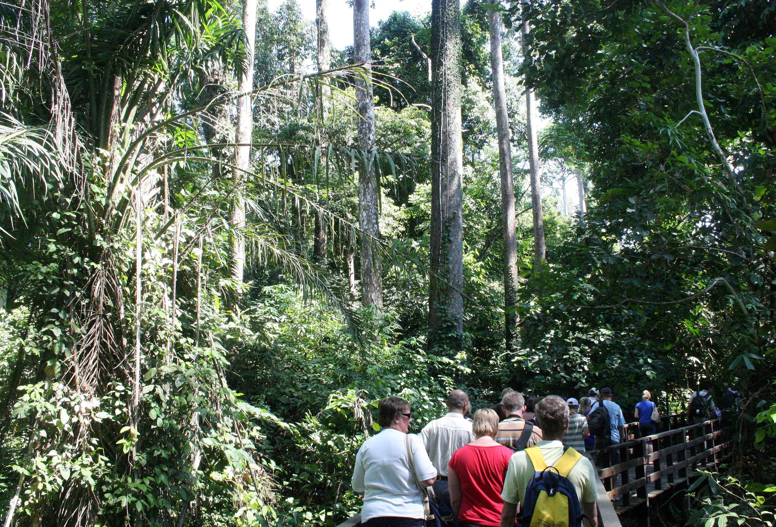 SEPILOK VIRGIN FOREST PRESERVE (3).JPG