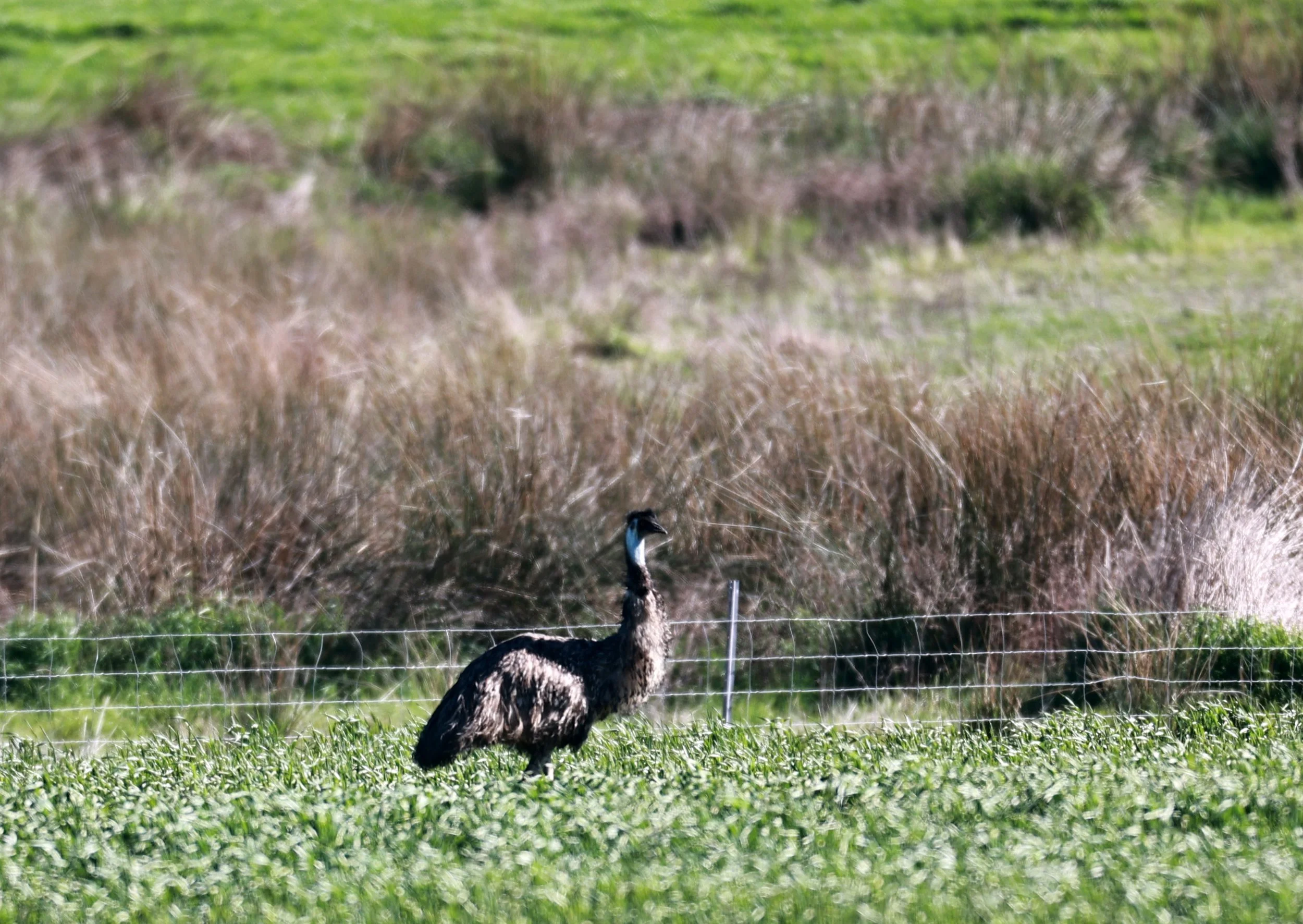 Emu (Dromaius novaehollandiae) Stirling Range NP - Western Australia (38).jpg