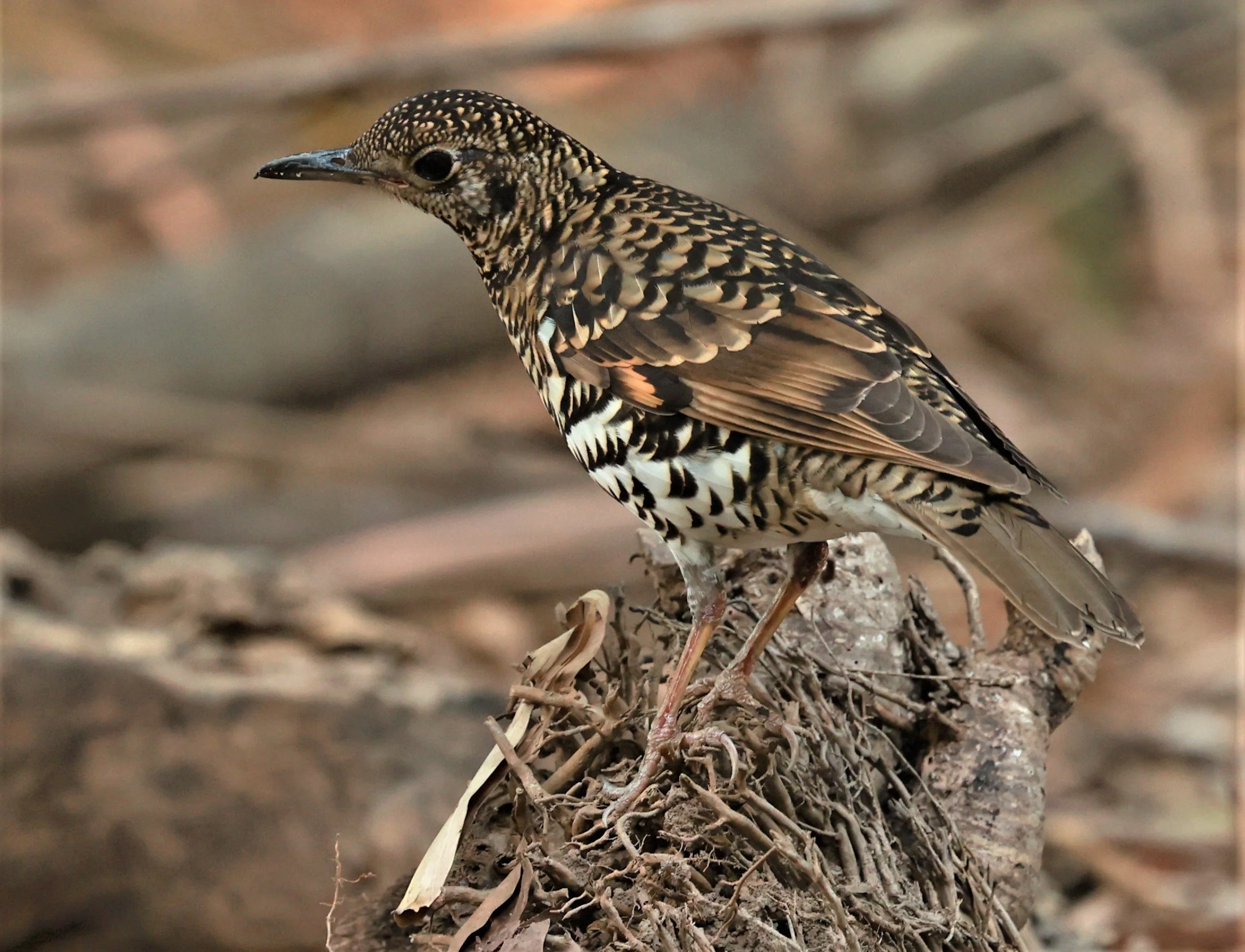 White's Thrush (Zoothera aurea) Putthamonthon Park Nakhon Pathom Thailand (87).jpg