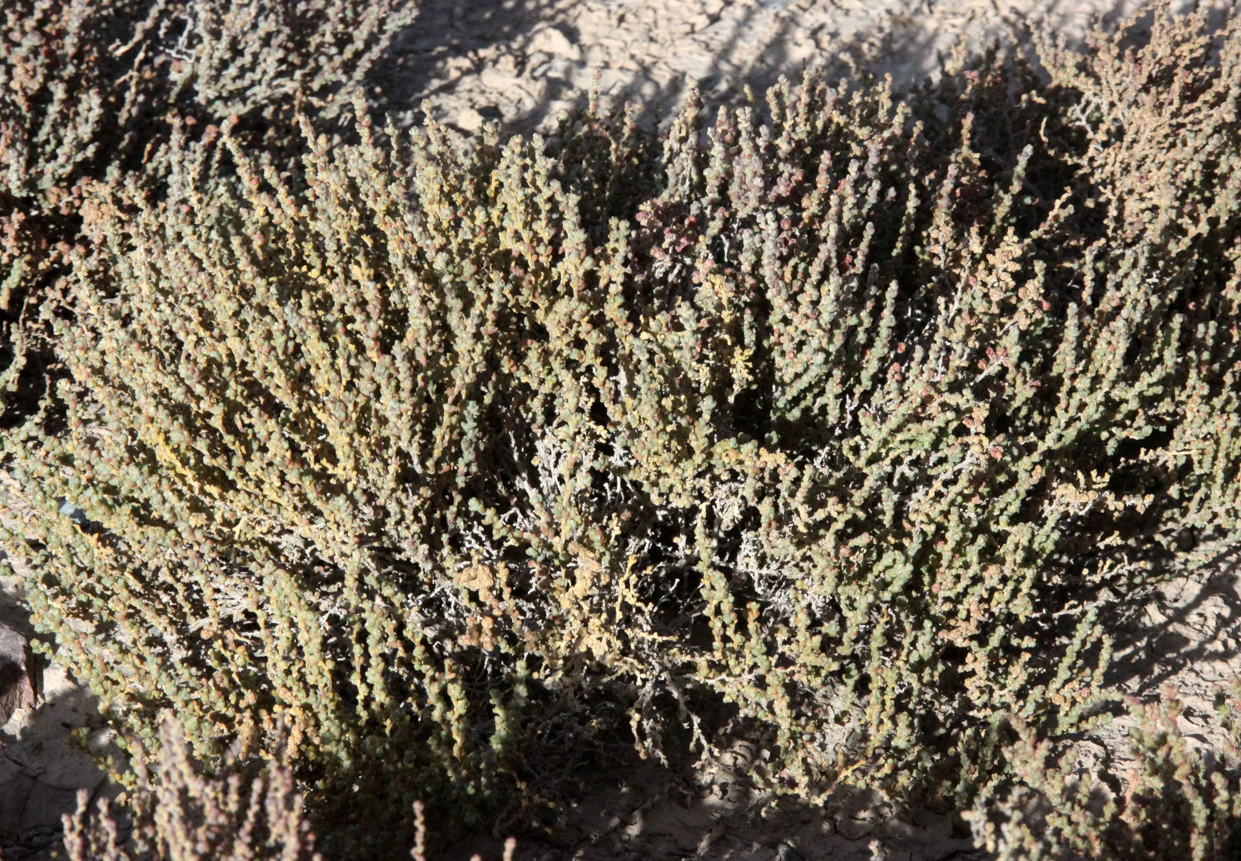 CHAKA SALT LAKE AND VICINITY CHINA (21).JPG