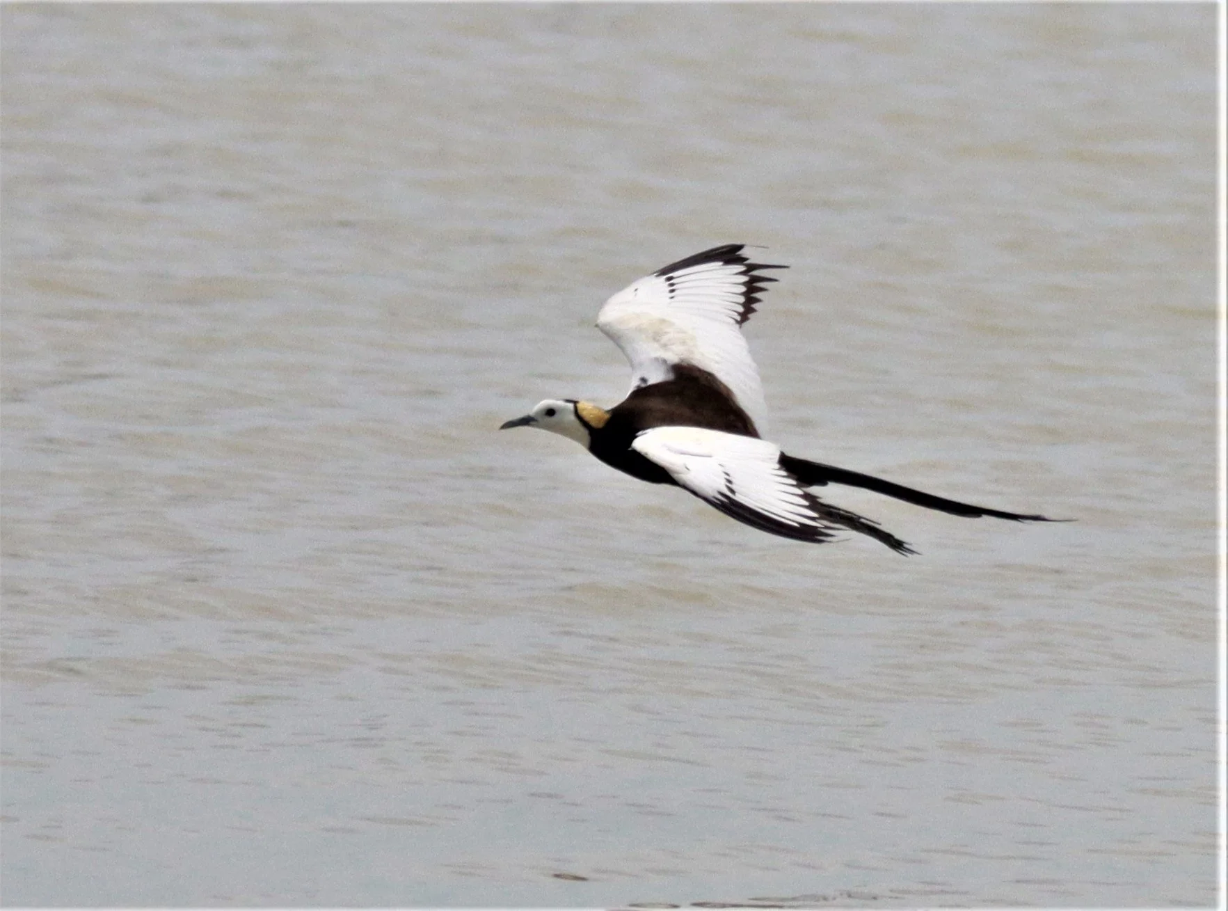 JACANA - PHEASANT-TAILED JACANA - Hydrophasianus chirurgus - BUENG BORAPHET NAKHON SAWAN AUGUST 2021 (78).jpg