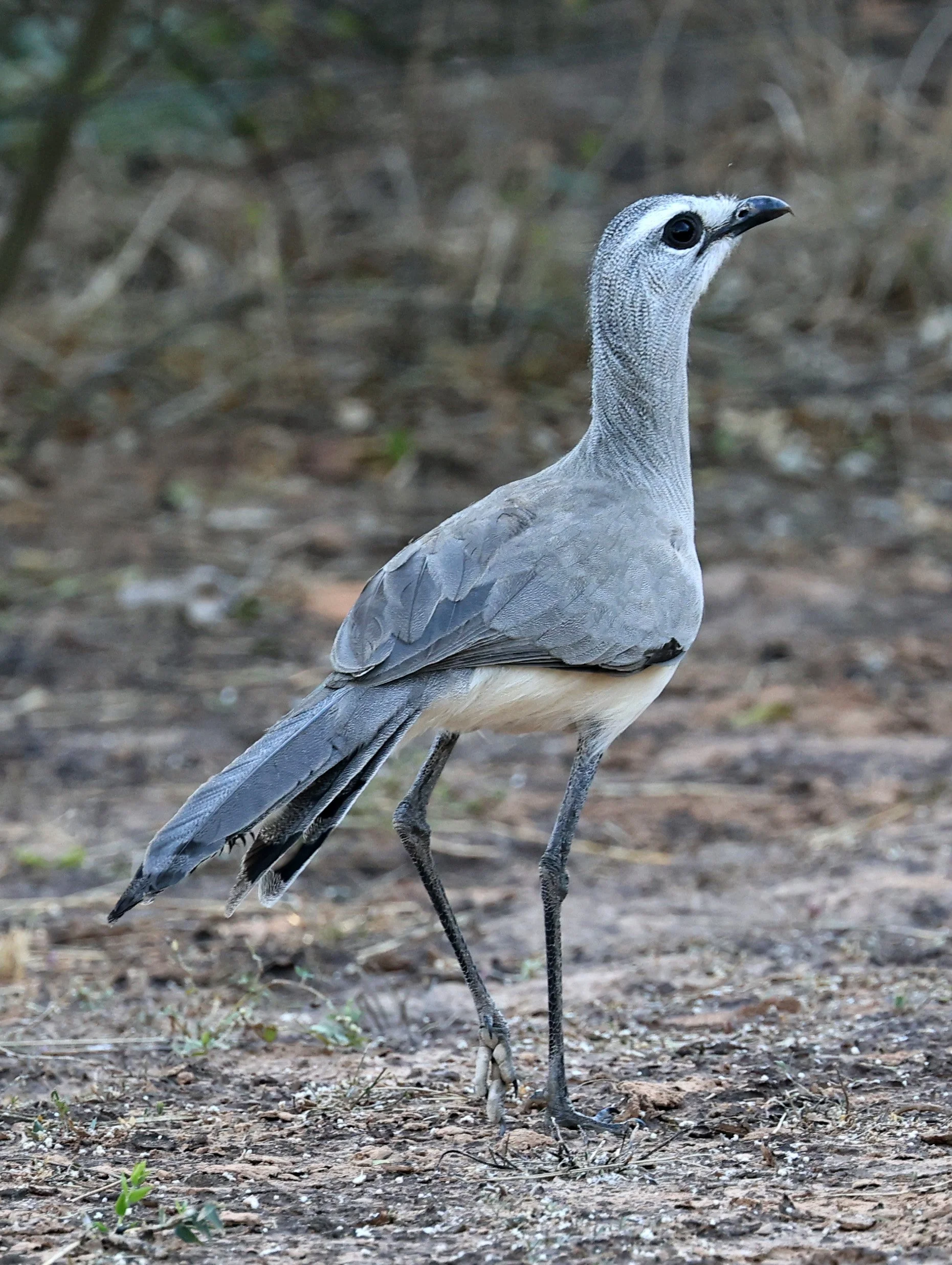 Black-legged Seriema (Chunga burmeisteri) Parque Nacional Teniente Agripino Enciso (16).jpg