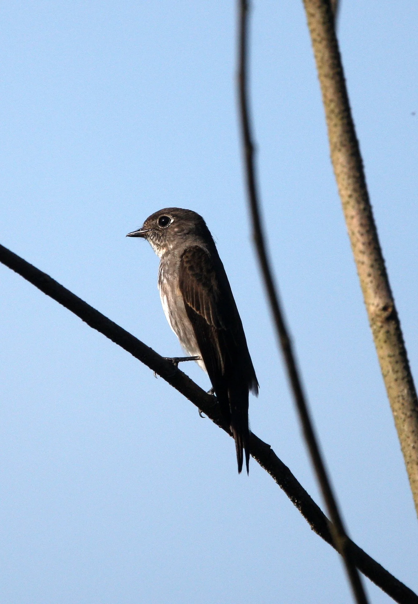 BIRD - FLCATCHER - DARK-SIDED FLYCATCHER - KAENG KRACHAN NP THAILAND (8).JPG
