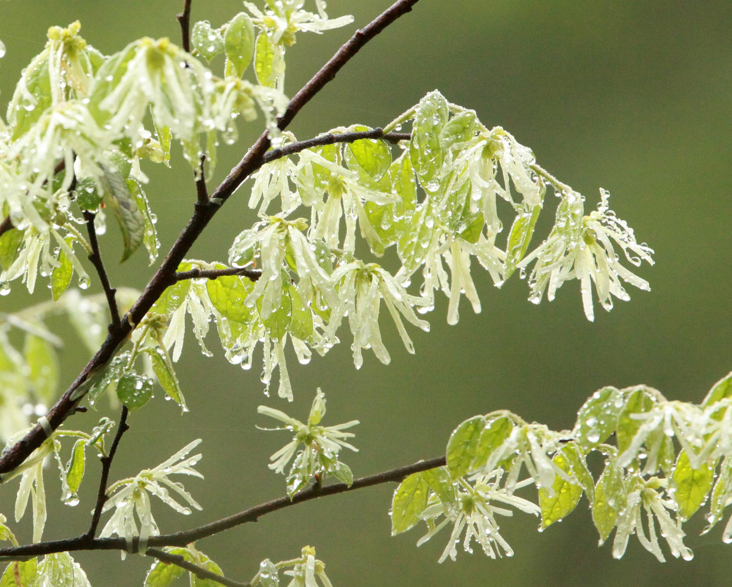 GUNIUJIANG NATURE RESERVE - ANHUI PROVINCE CHINA (92).JPG