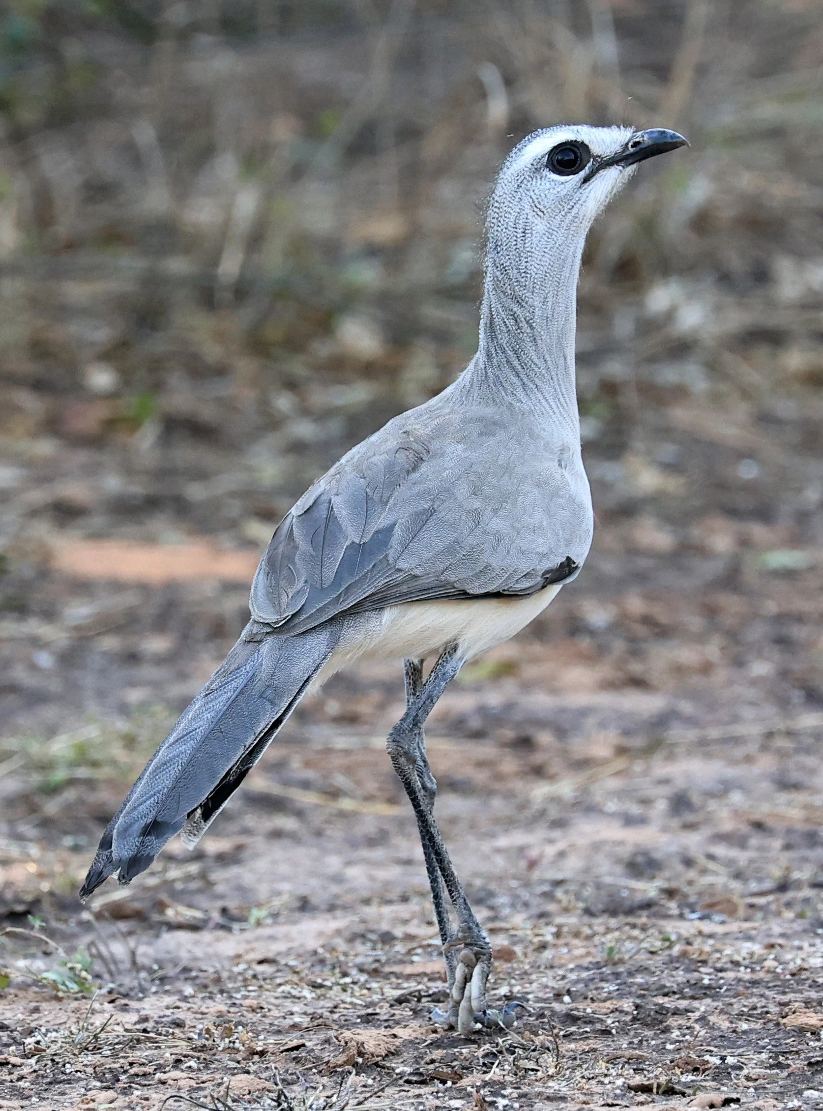 Black-legged Seriema (Chunga burmeisteri) Parque Nacional Teniente Agripino Enciso (23).jpg