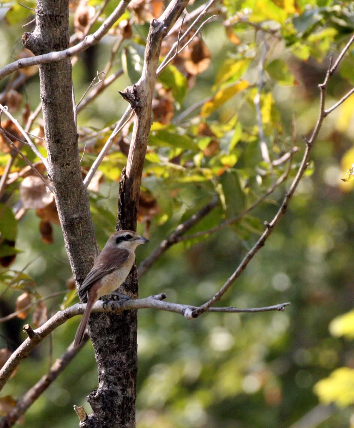 Brown Shrike (Lanius cristatus) Lumpini Park Bangkok (10).JPG
