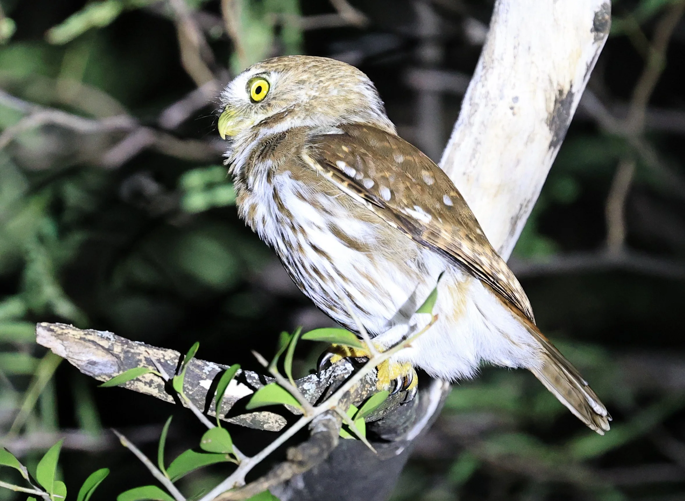 Ferruginous Pygmy-Owl (Glaucidium brasilianum) Reserva Nueland  Selva Serena (54).jpg