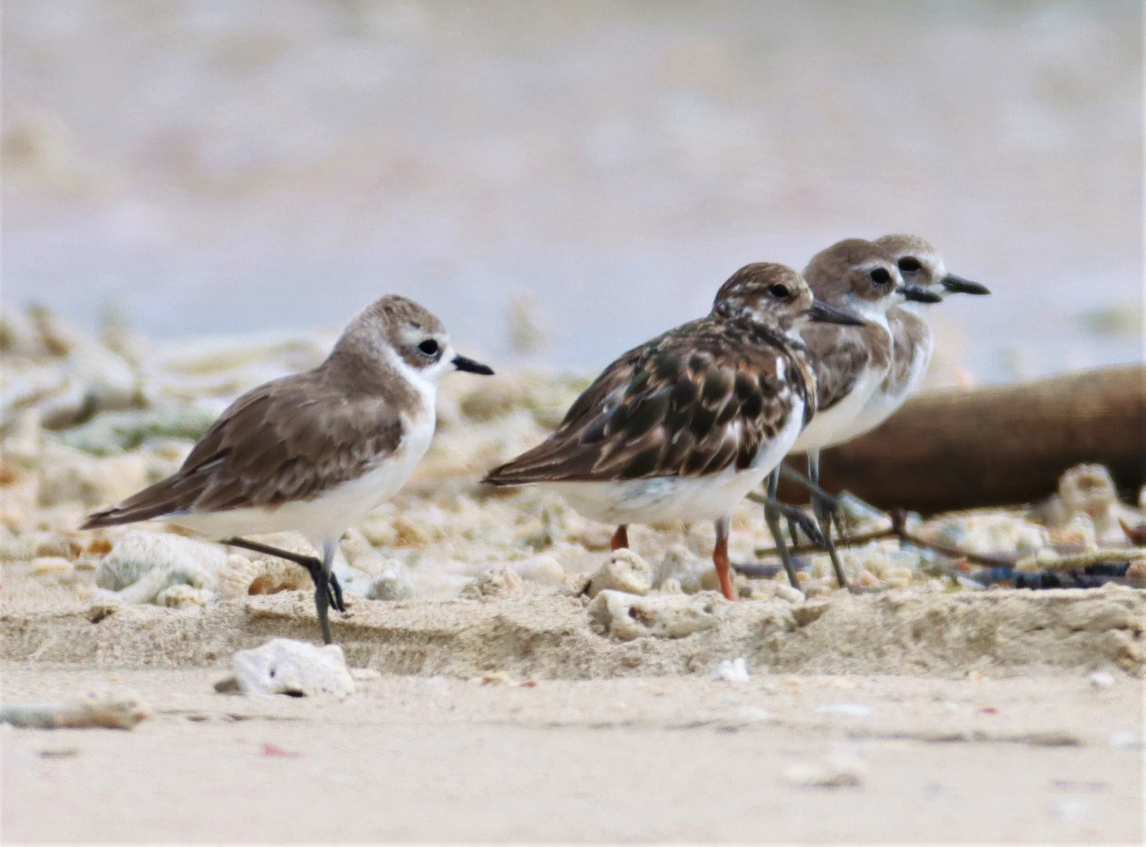TURNSTONE - RUDDY TURNSTONE - Arenaria interpres - WITH GREATER SAND PLOVER - LAEM PAKARANG PHANG NGA (11).jpg