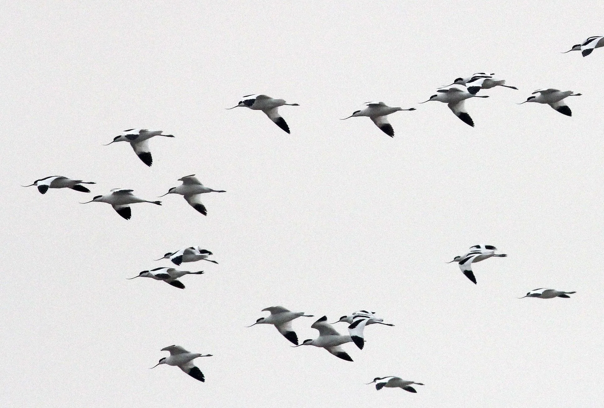 BIRD - AVOCET - PIED AVOCET - POYANG LAKE - CHINA - JIANGXI PROVINCE (29).JPG