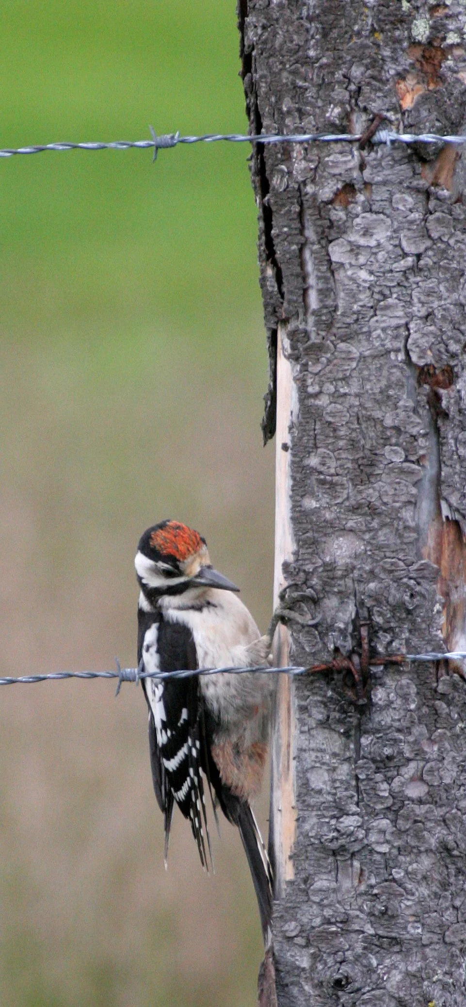 BIRD - WOODPECKER - GREAT SPOTTED - HORNOYA NORWAY (6).jpg