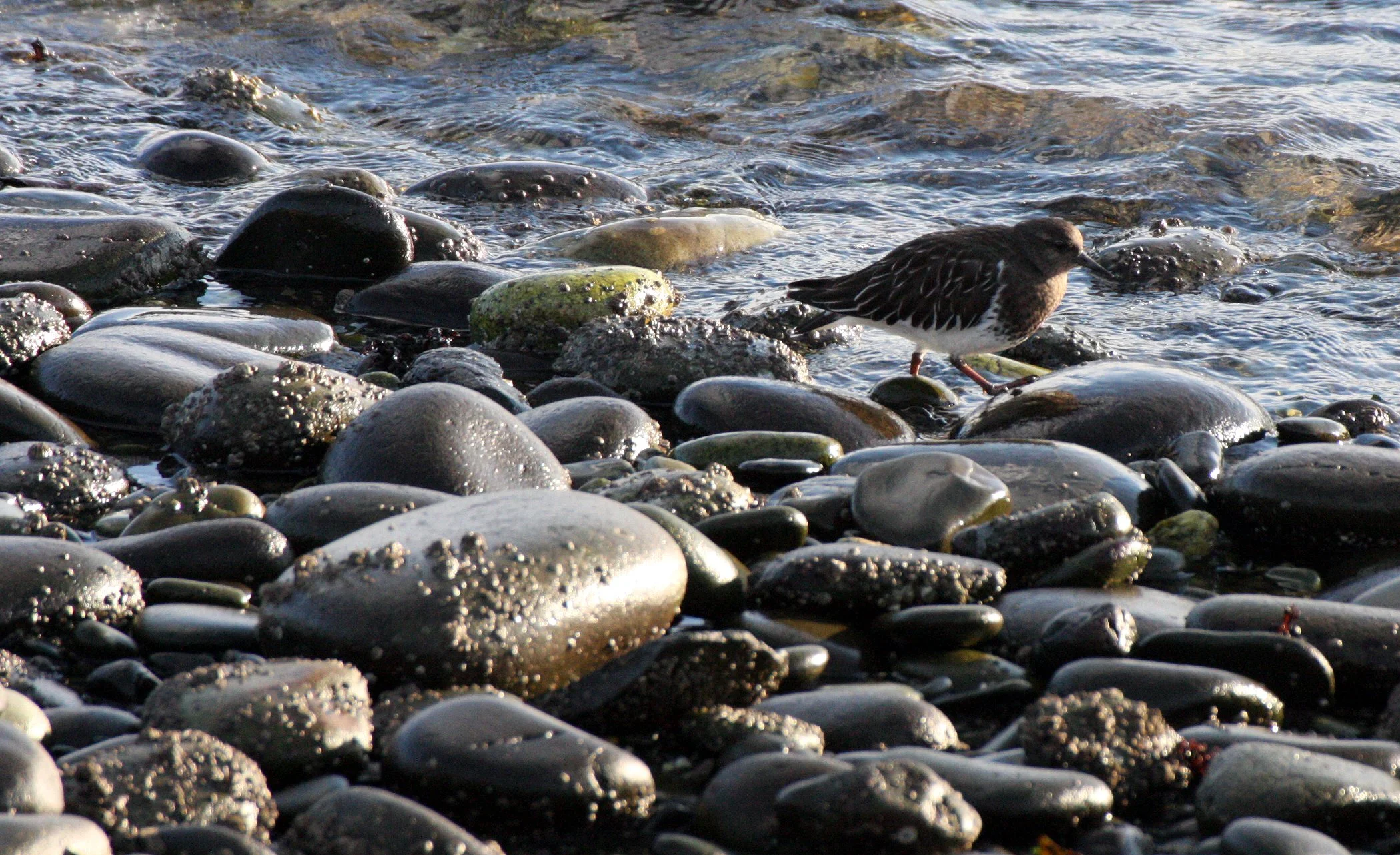 BIRD - TURNSTONE - BLACK TURNSTONE - PA HARBOR (54).JPG