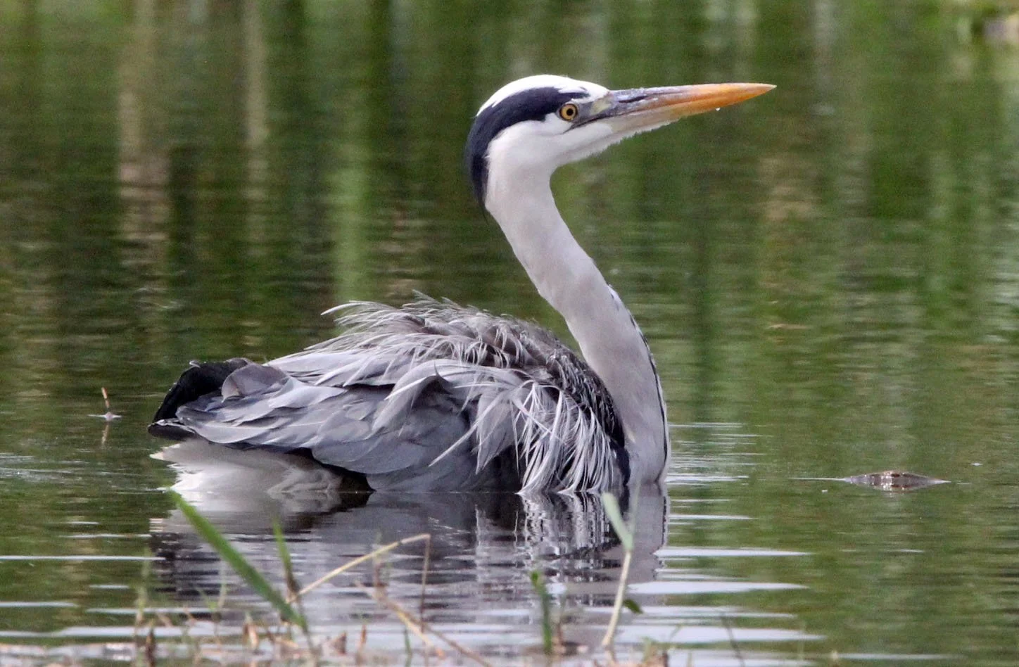 HERON - GREY HERON - Ardea cinerea - MURCHISON FALLS NATIONAL PARK UGANDA (6).JPG