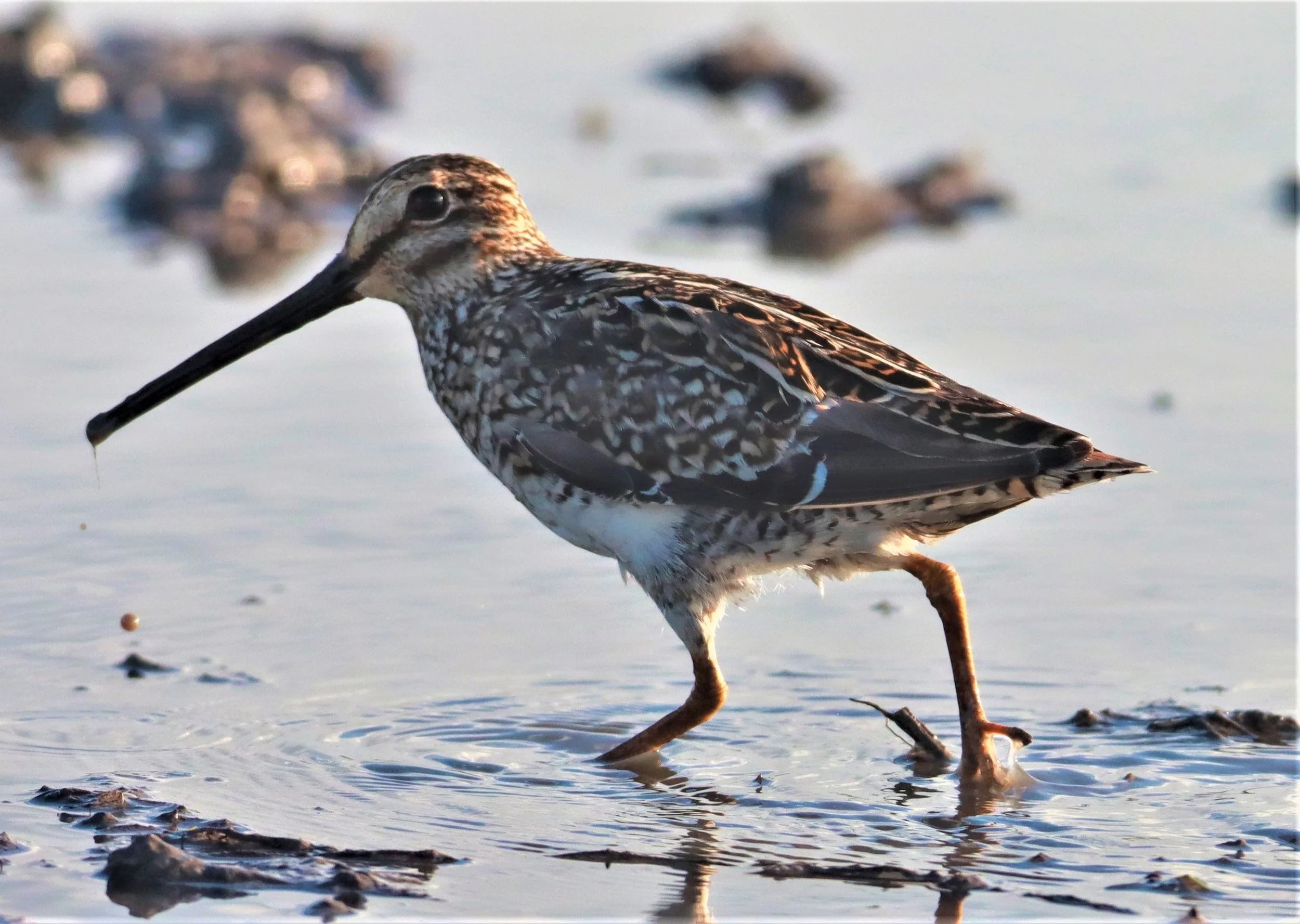 SNIPE - PINTAIL SNIPE - Gallinago stenura - PATHUM THANI RICE RESEARCH CENTER AUGUST 24 2021 (257).jpg
