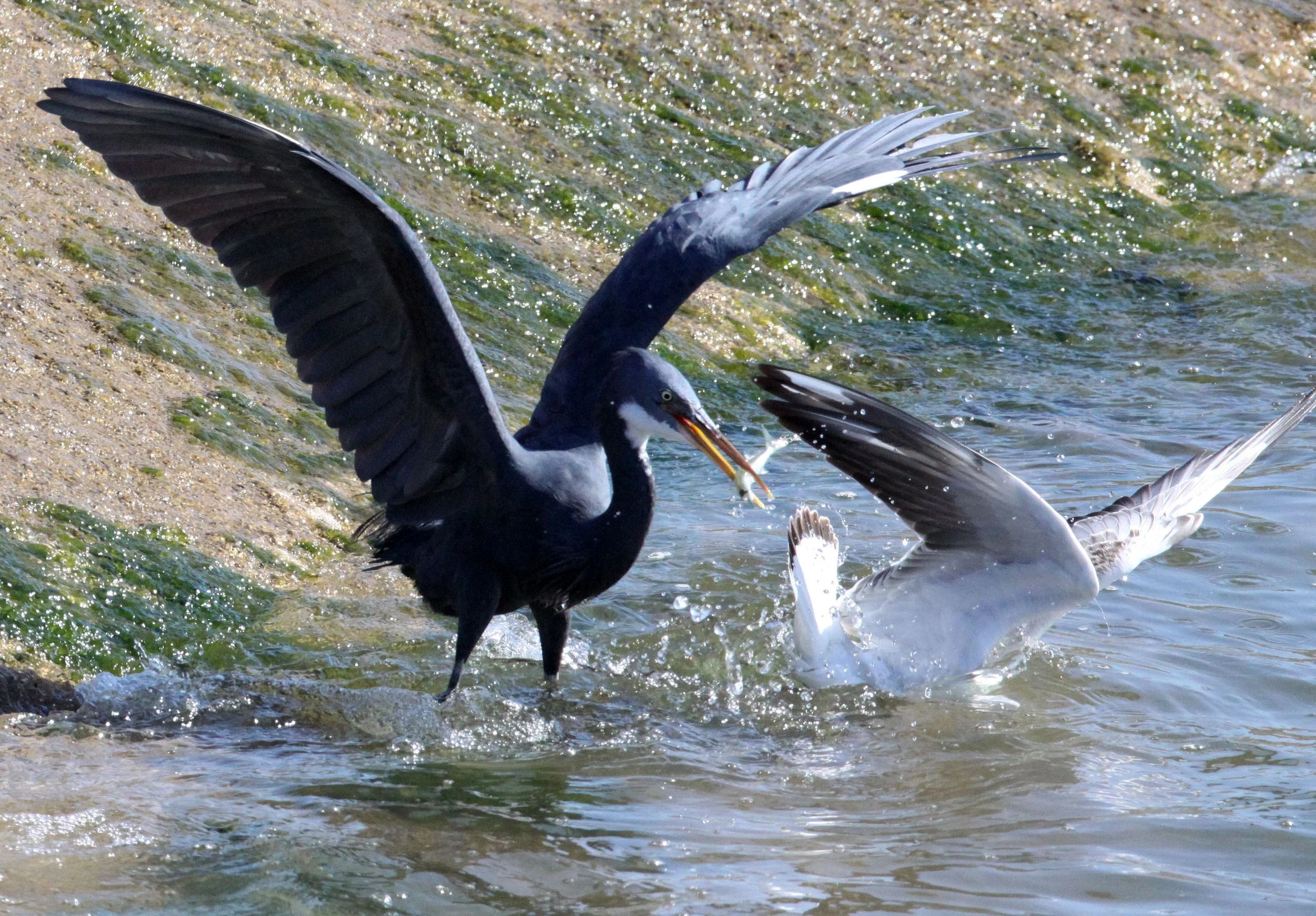 INDIAN REEF HERON (EGRET) - Egretta gularis - BEING HARRASSED BY BROWN-HEADED GULL - SOMCHAT GUJARAT INDIA (30).JPG